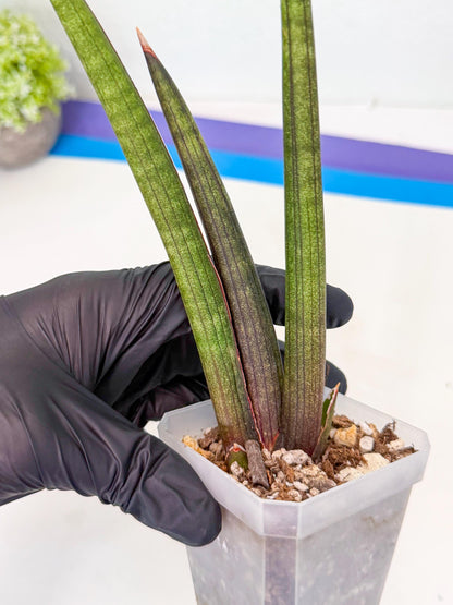 Sansevieria Pink Cell (8) | Color changes seasonally