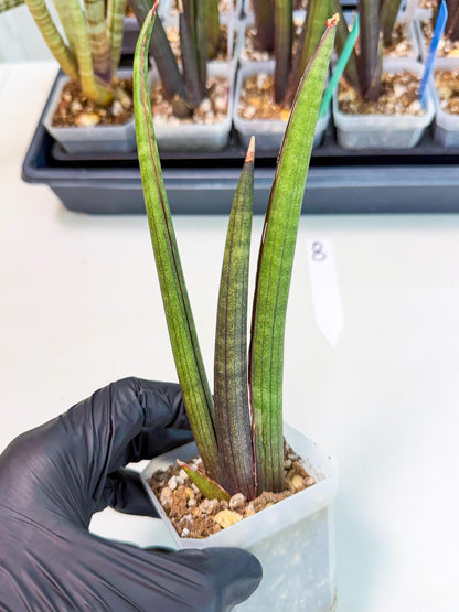 Sansevieria Pink Cell (8) | Color changes seasonally