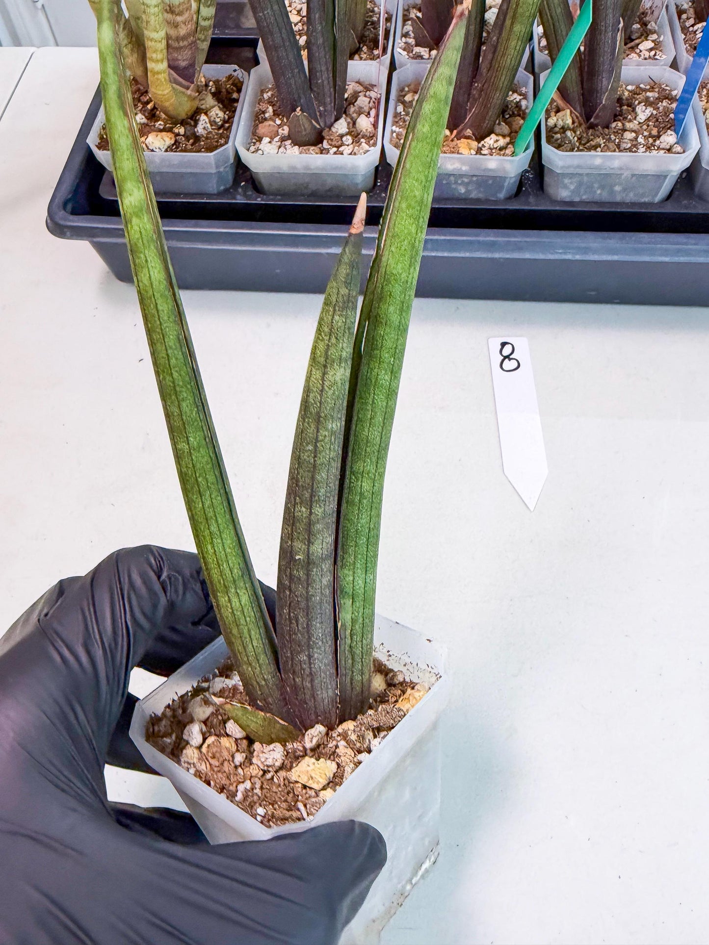Sansevieria Pink Cell (8) | Color changes seasonally