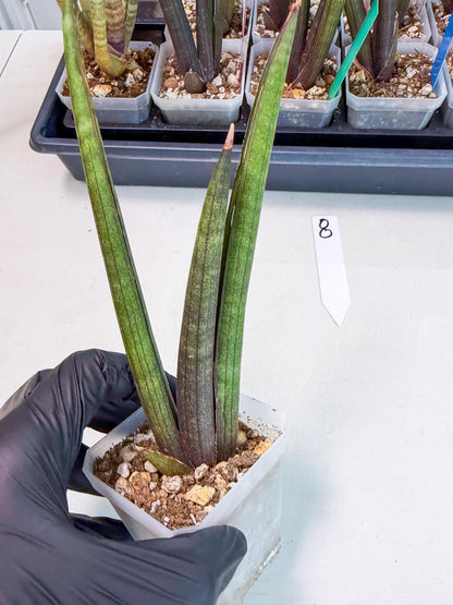 Sansevieria Pink Cell (8) | Color changes seasonally