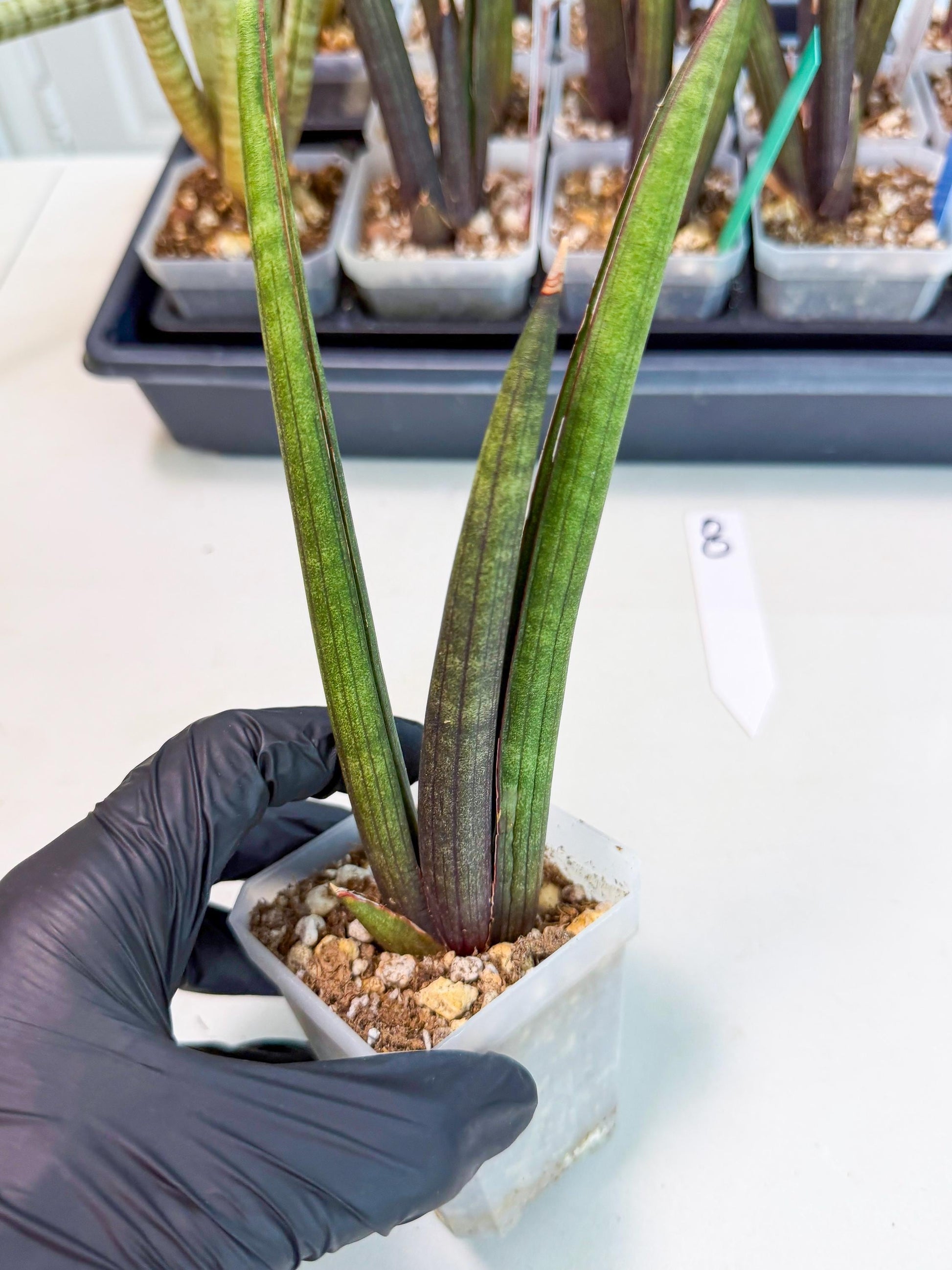 Sansevieria Pink Cell (8) | Color changes seasonally