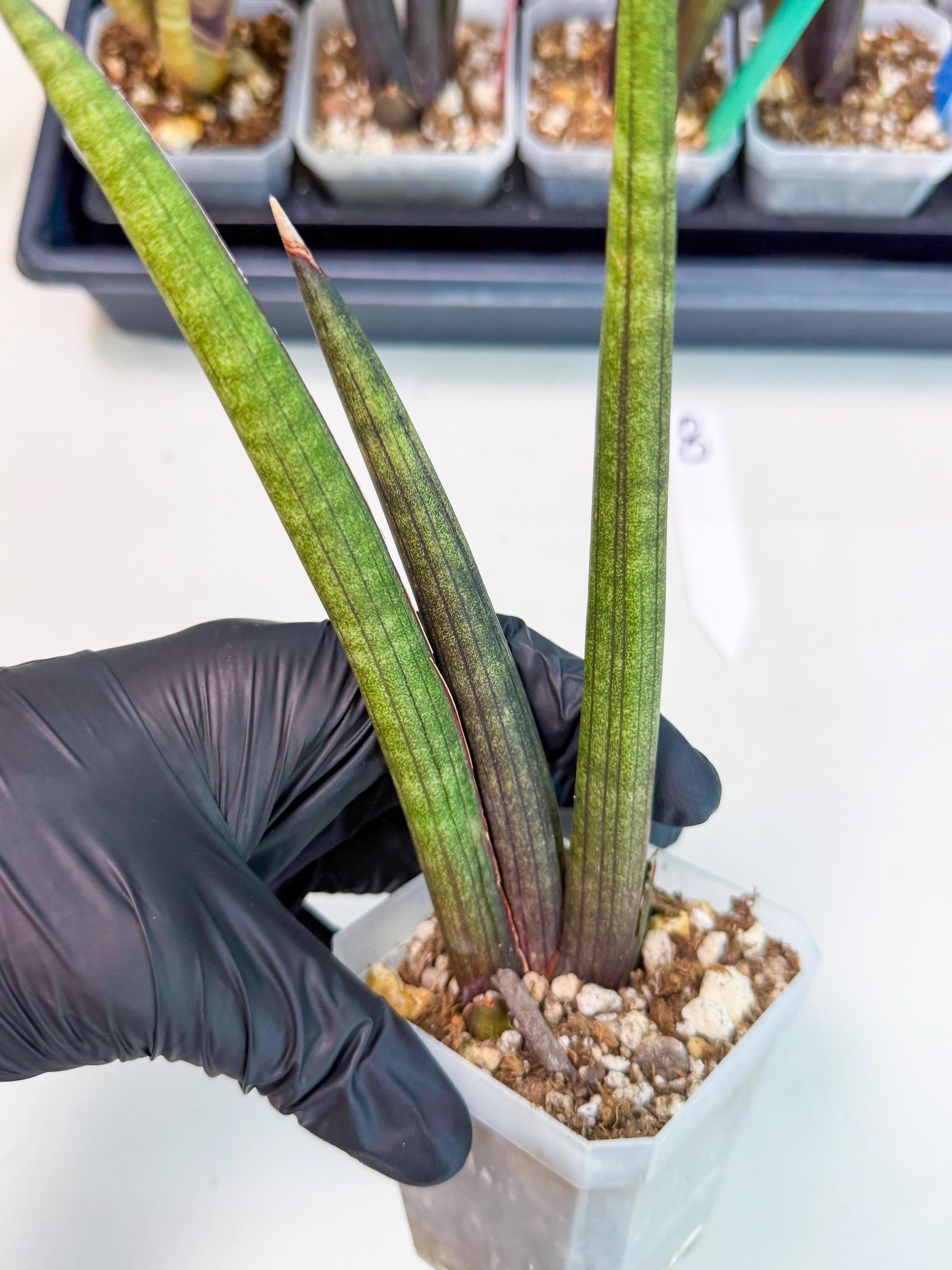 Sansevieria Pink Cell (8) | Color changes seasonally