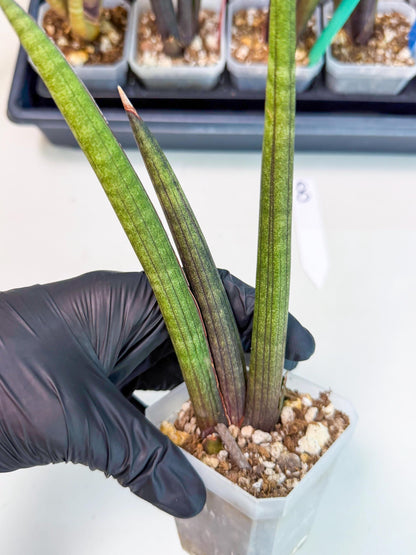Sansevieria Pink Cell (8) | Color changes seasonally