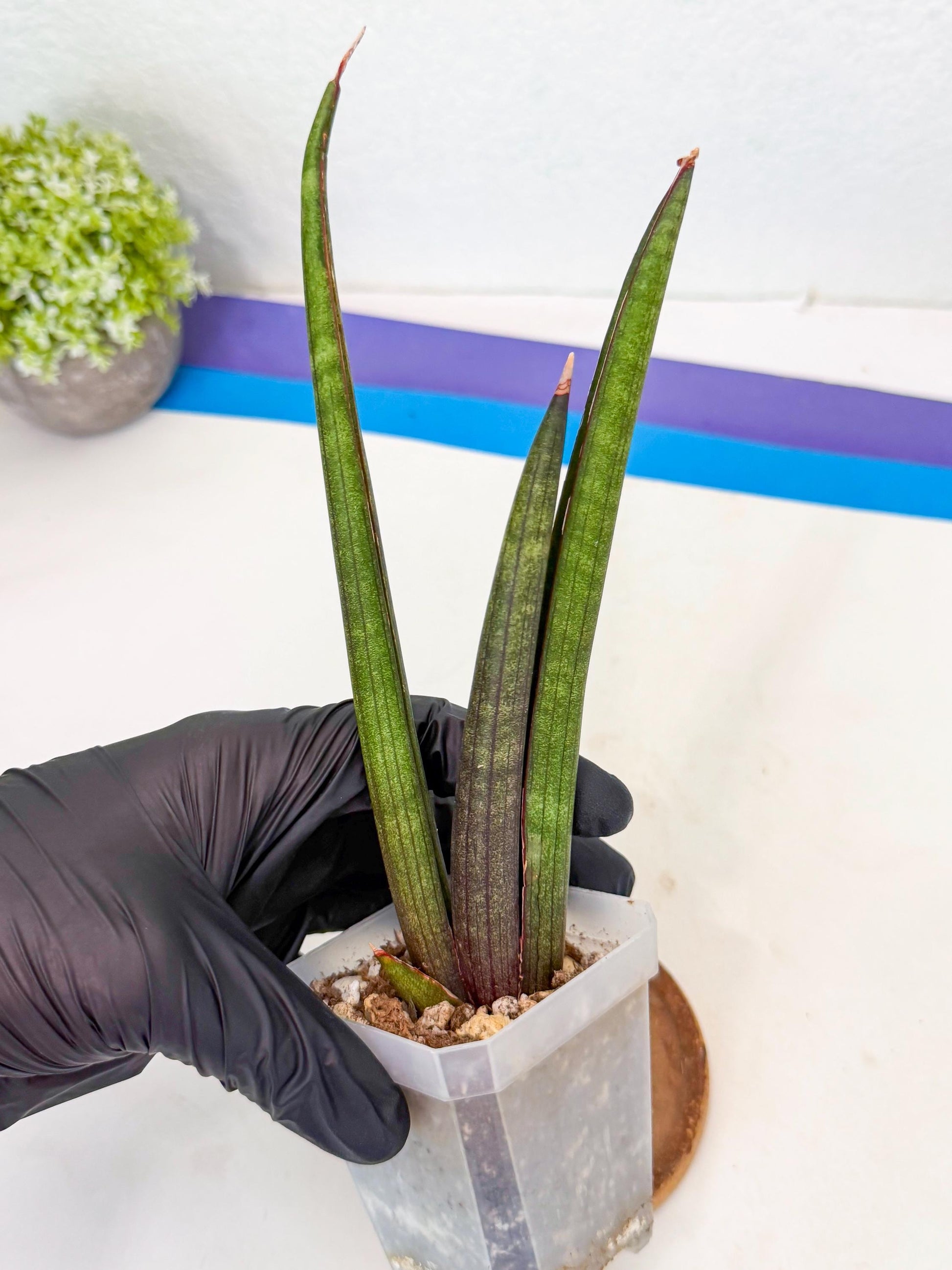 Sansevieria Pink Cell (8) | Color changes seasonally