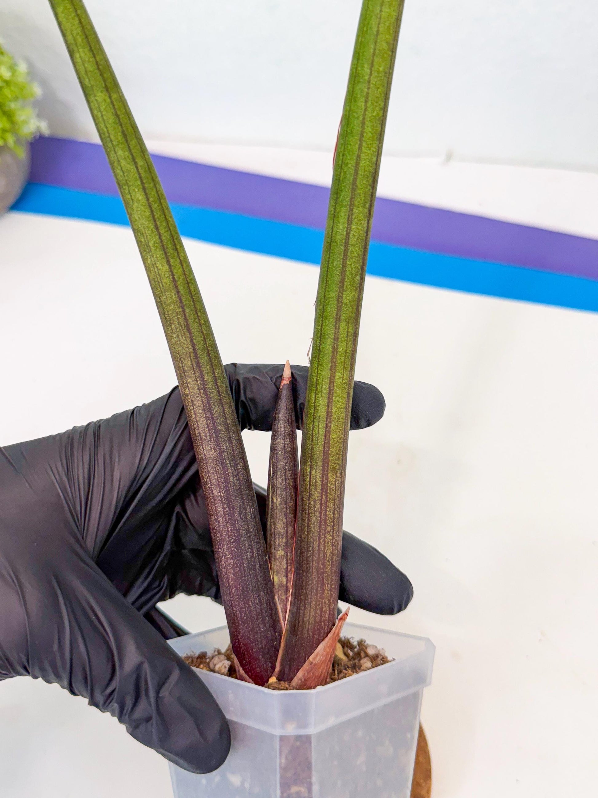 Sansevieria Pink Cell (9) | Color changes seasonally
