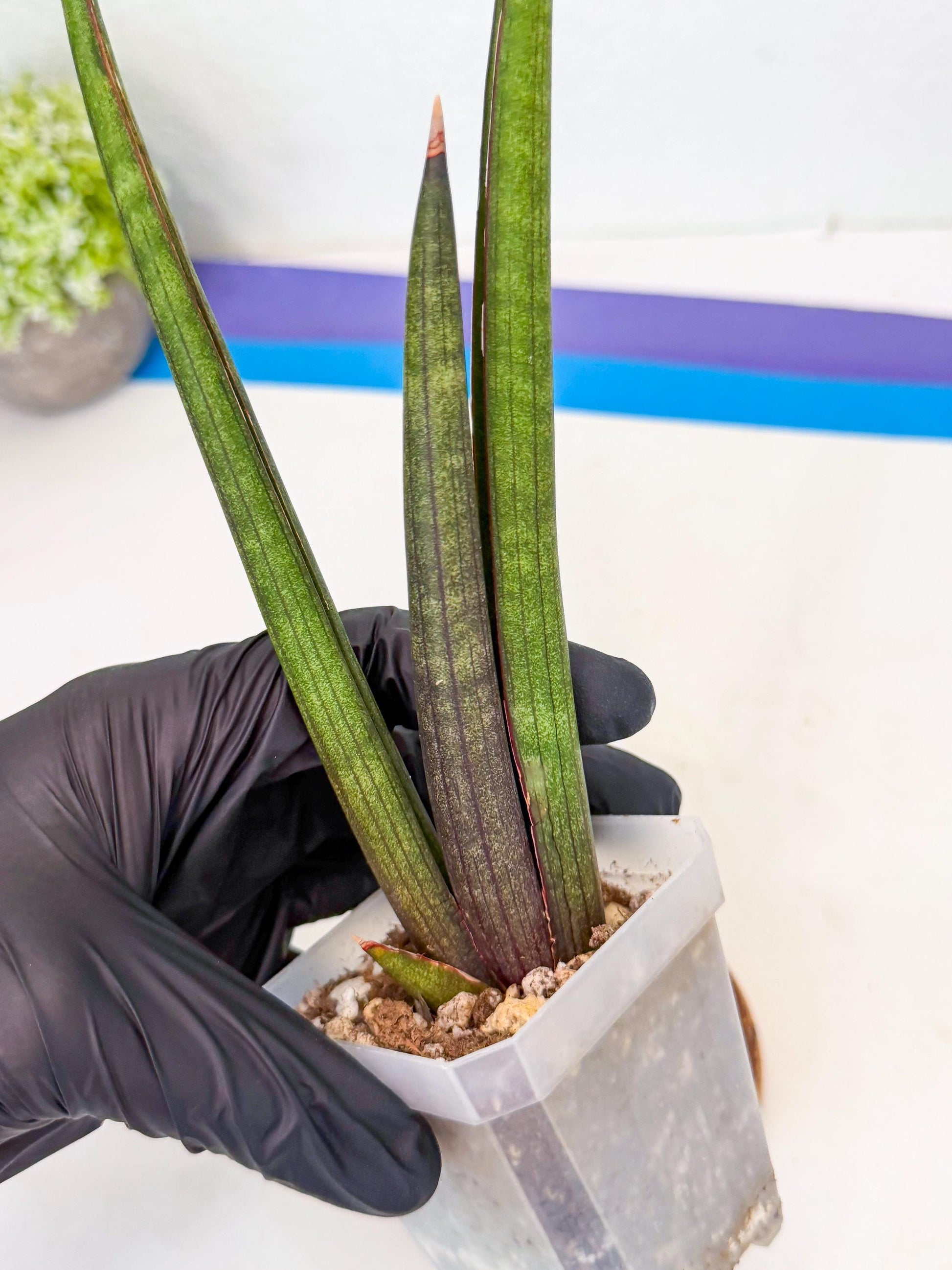 Sansevieria Pink Cell (8) | Color changes seasonally