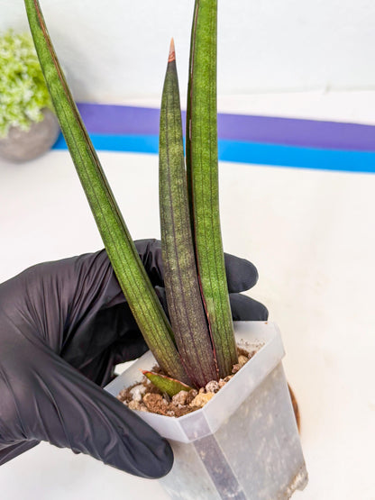 Sansevieria Pink Cell (8) | Color changes seasonally