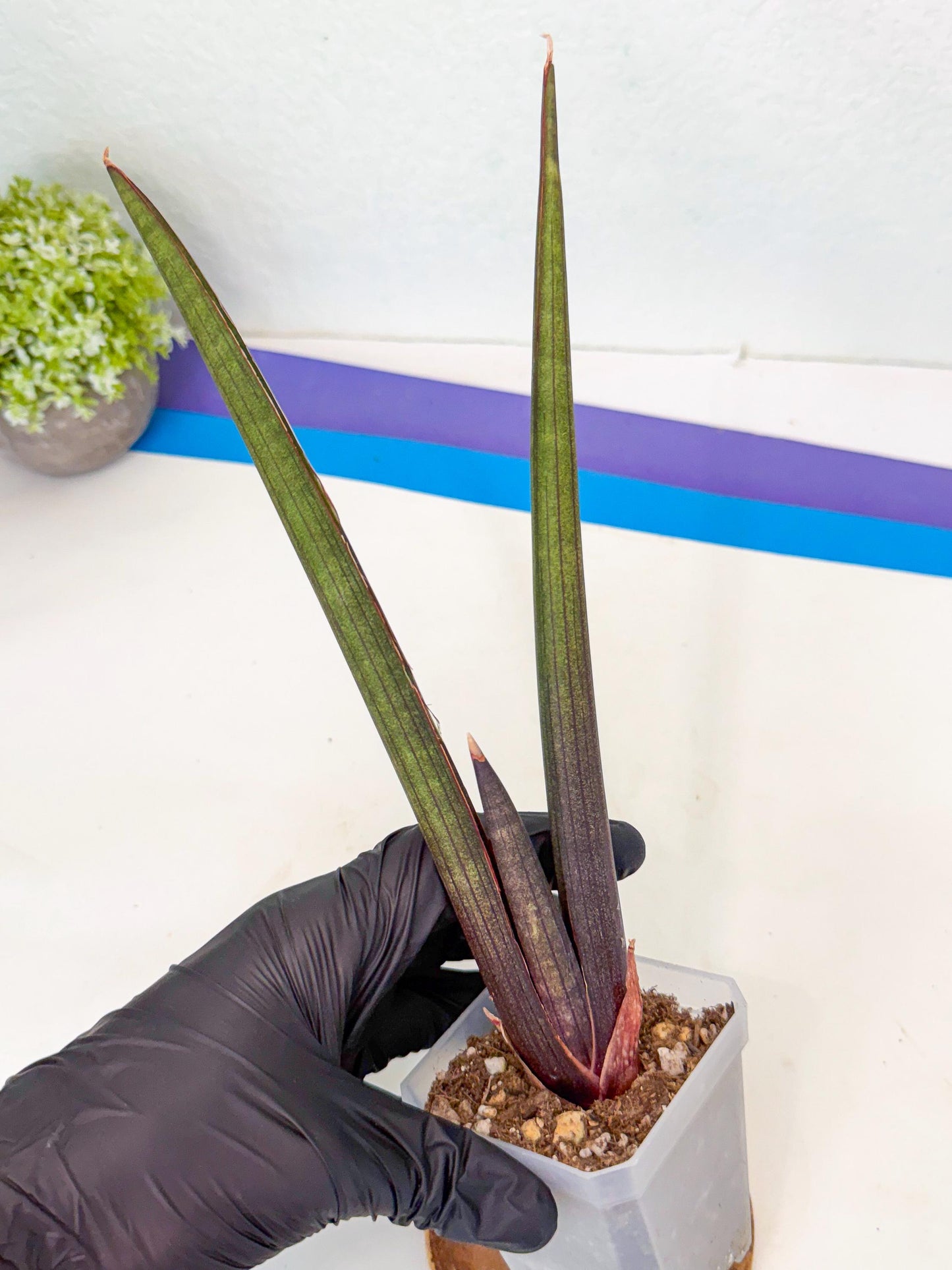 Sansevieria Pink Cell (9) | Color changes seasonally