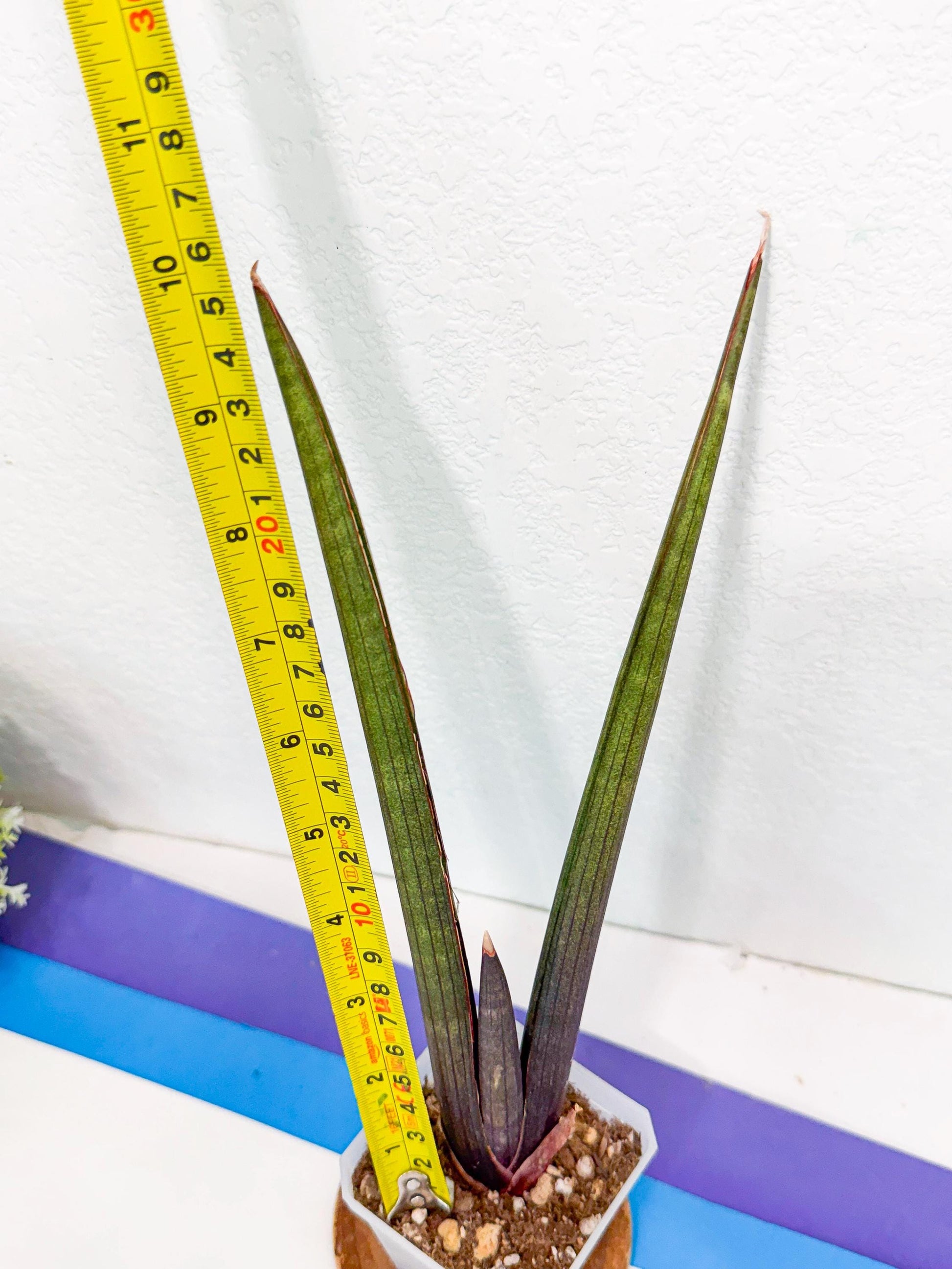 Sansevieria Pink Cell (9) | Color changes seasonally
