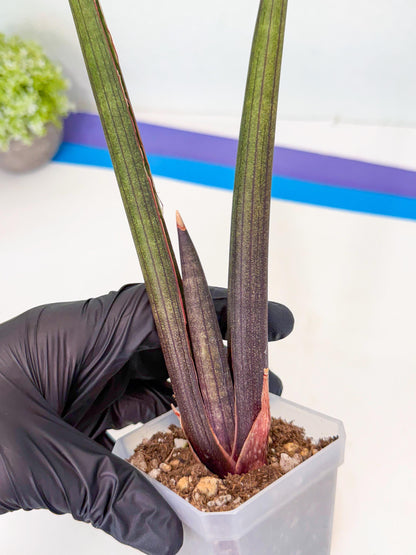 Sansevieria Pink Cell (9) | Color changes seasonally