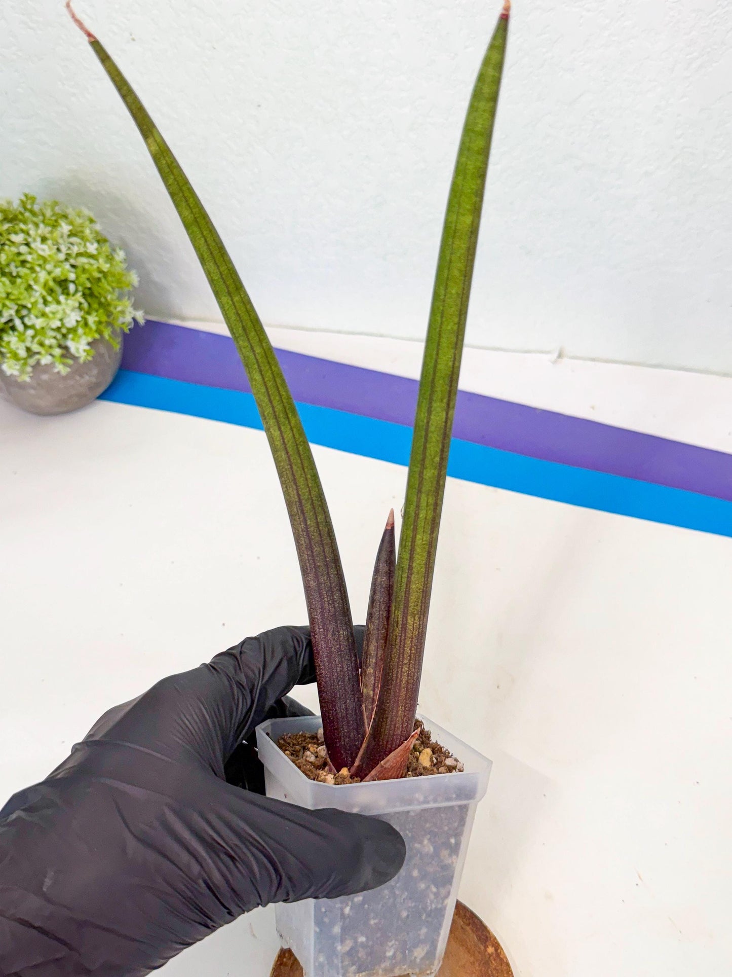 Sansevieria Pink Cell (9) | Color changes seasonally