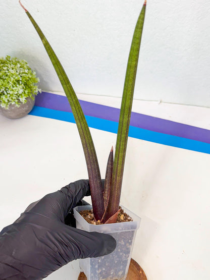Sansevieria Pink Cell (9) | Color changes seasonally