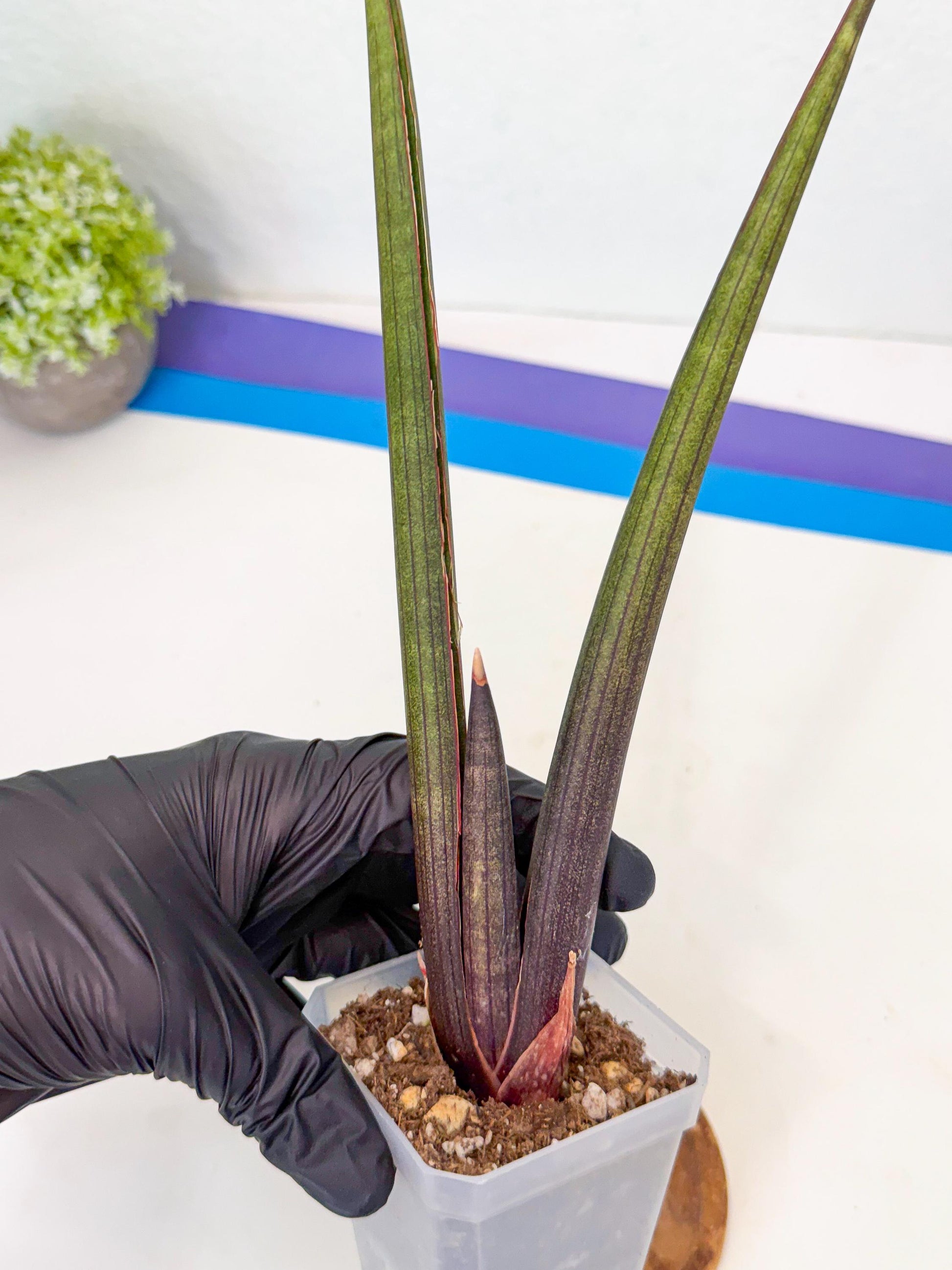 Sansevieria Pink Cell (9) | Color changes seasonally