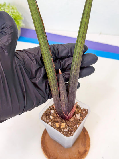 Sansevieria Pink Cell (9) | Color changes seasonally