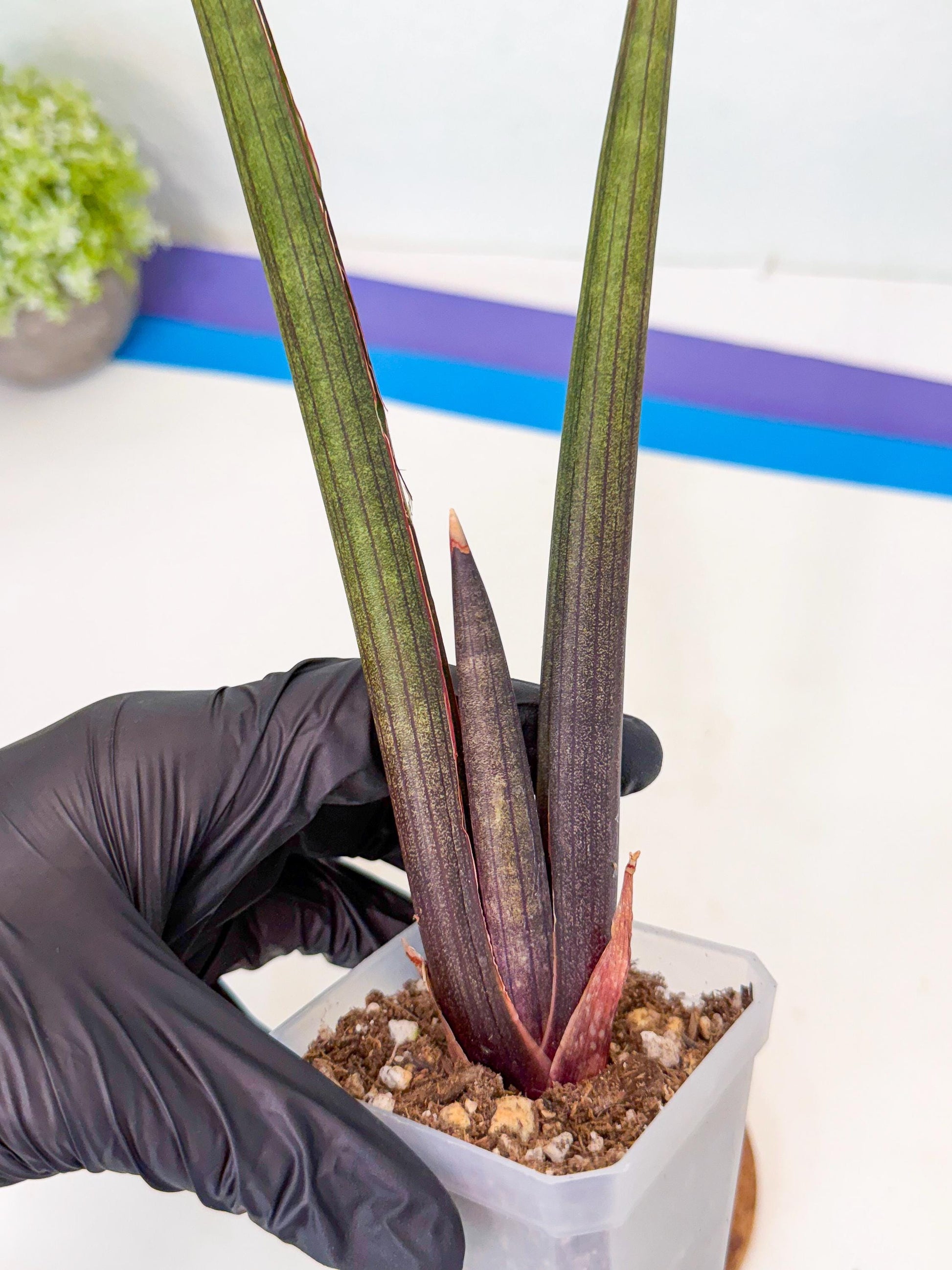 Sansevieria Pink Cell (9) | Color changes seasonally