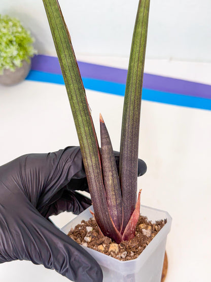 Sansevieria Pink Cell (9) | Color changes seasonally