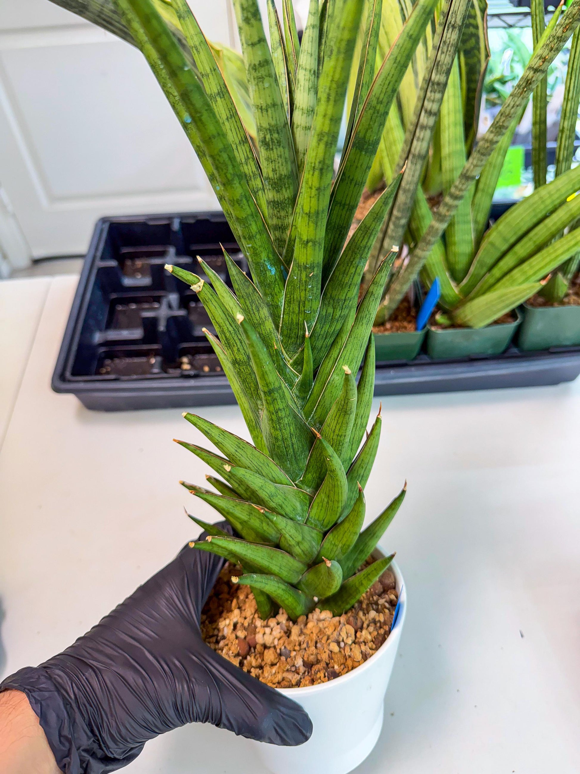 Sansevieria Rock Man (XL1) (bb) | Rare Hybrids