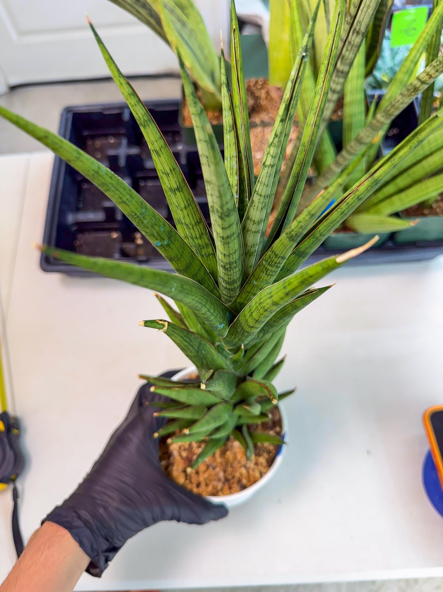 Sansevieria Rock Man (XL1) (bb) | Rare Hybrids