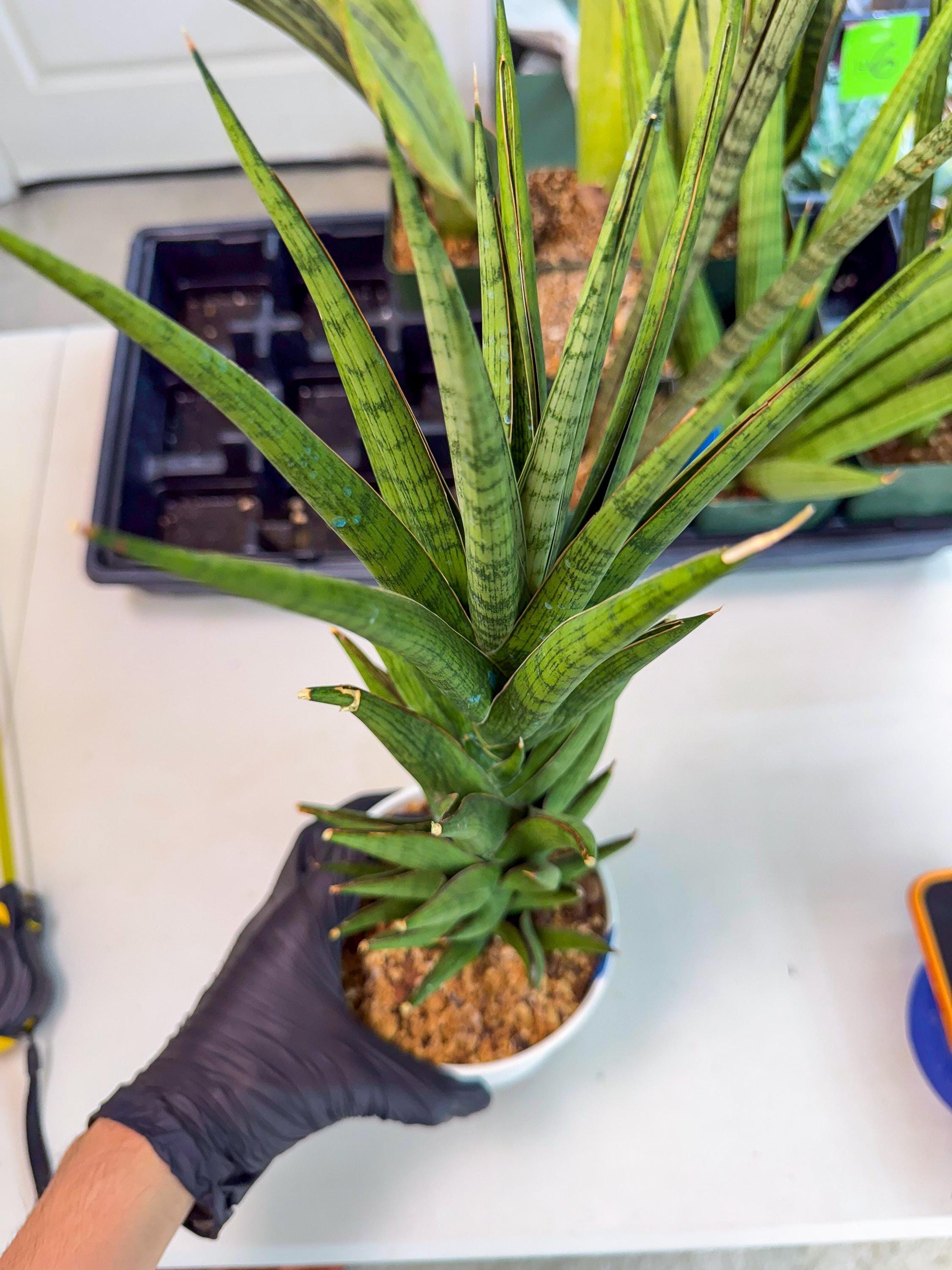 Sansevieria Rock Man (XL1) (bb) | Rare Hybrids