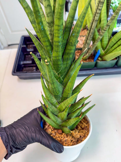 Sansevieria Rock Man (XL1) (bb) | Rare Hybrids