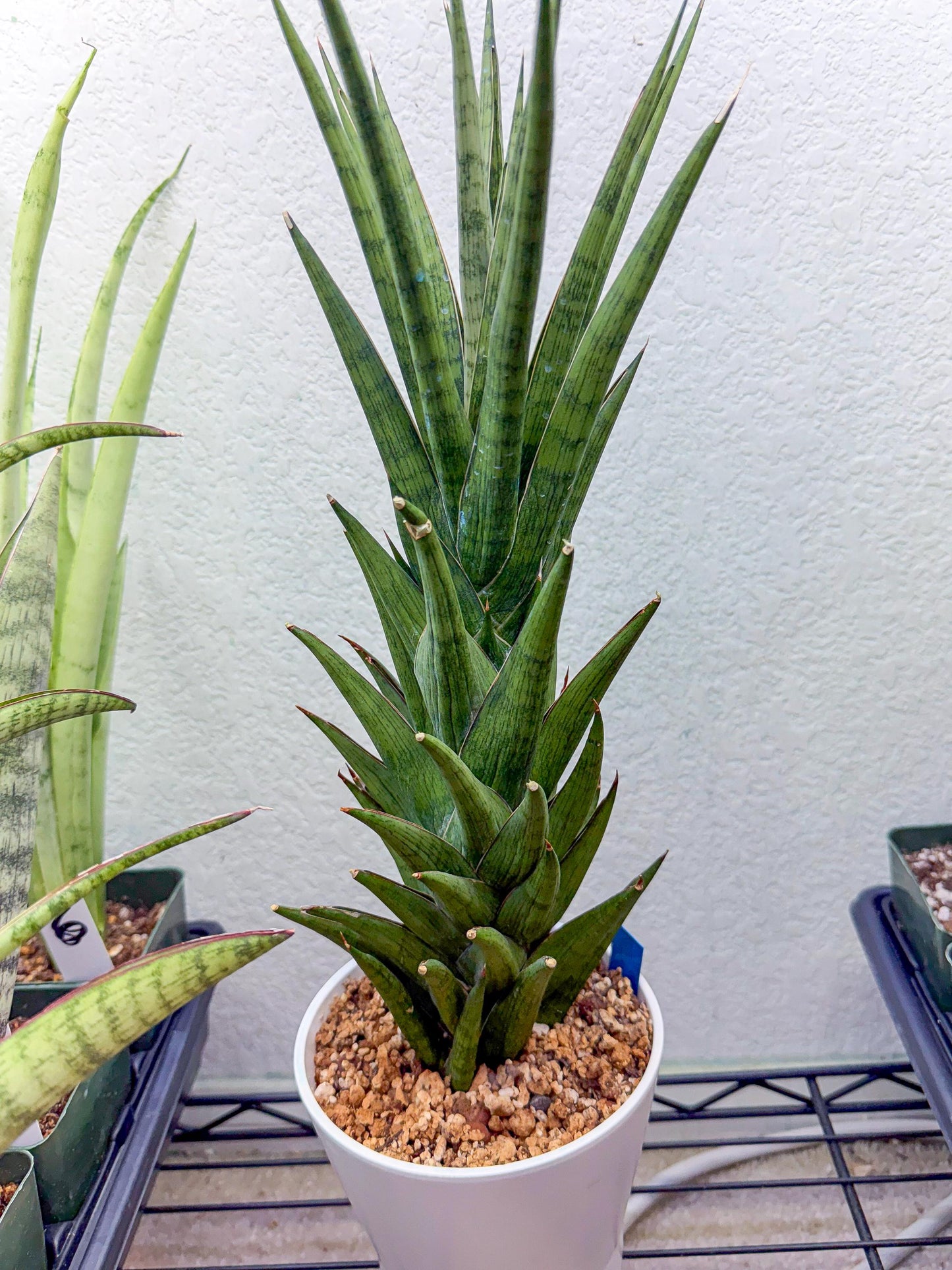 Sansevieria Rock Man (XL1) (bb) | Rare Hybrids