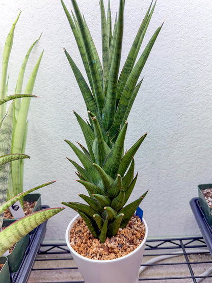 Sansevieria Rock Man (XL1) (bb) | Rare Hybrids