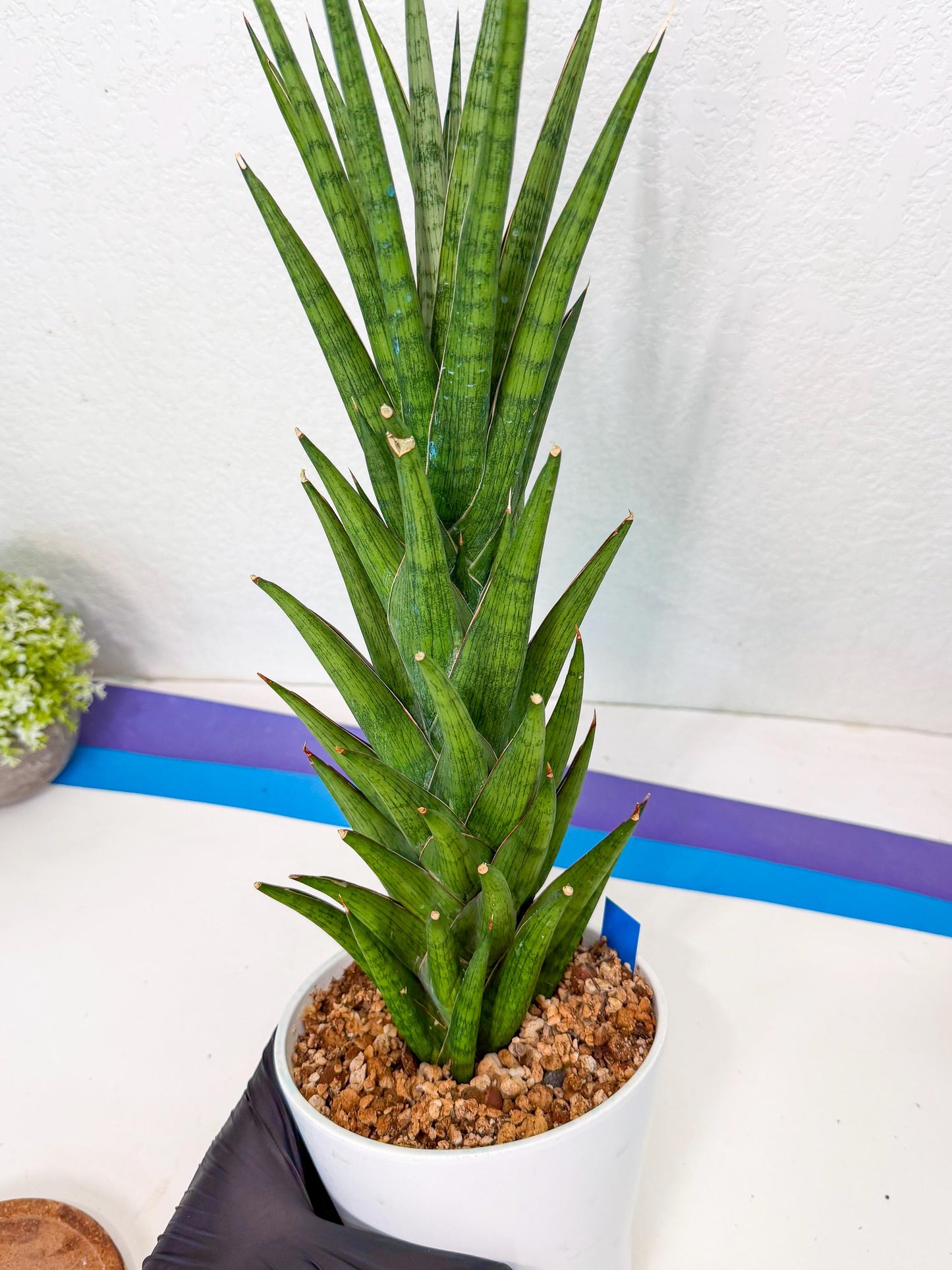 Sansevieria Rock Man (XL1) (bb) | Rare Hybrids