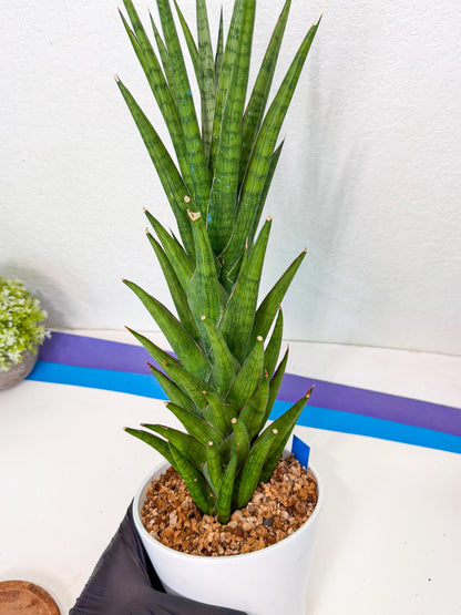 Sansevieria Rock Man (XL1) (bb) | Rare Hybrids