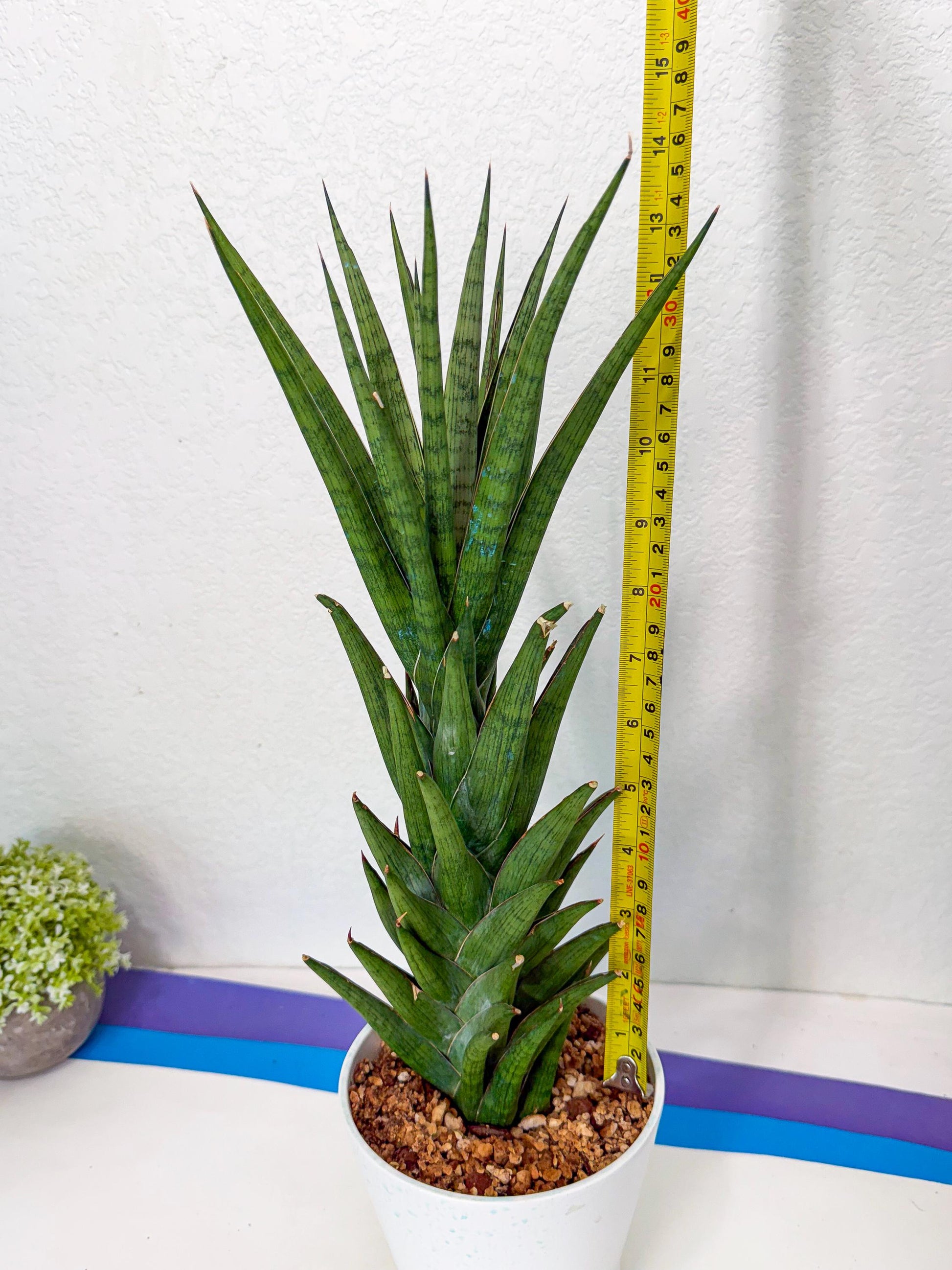Sansevieria Rock Man (XL1) (bb) | Rare Hybrids