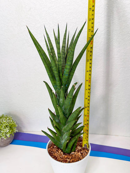 Sansevieria Rock Man (XL1) (bb) | Rare Hybrids