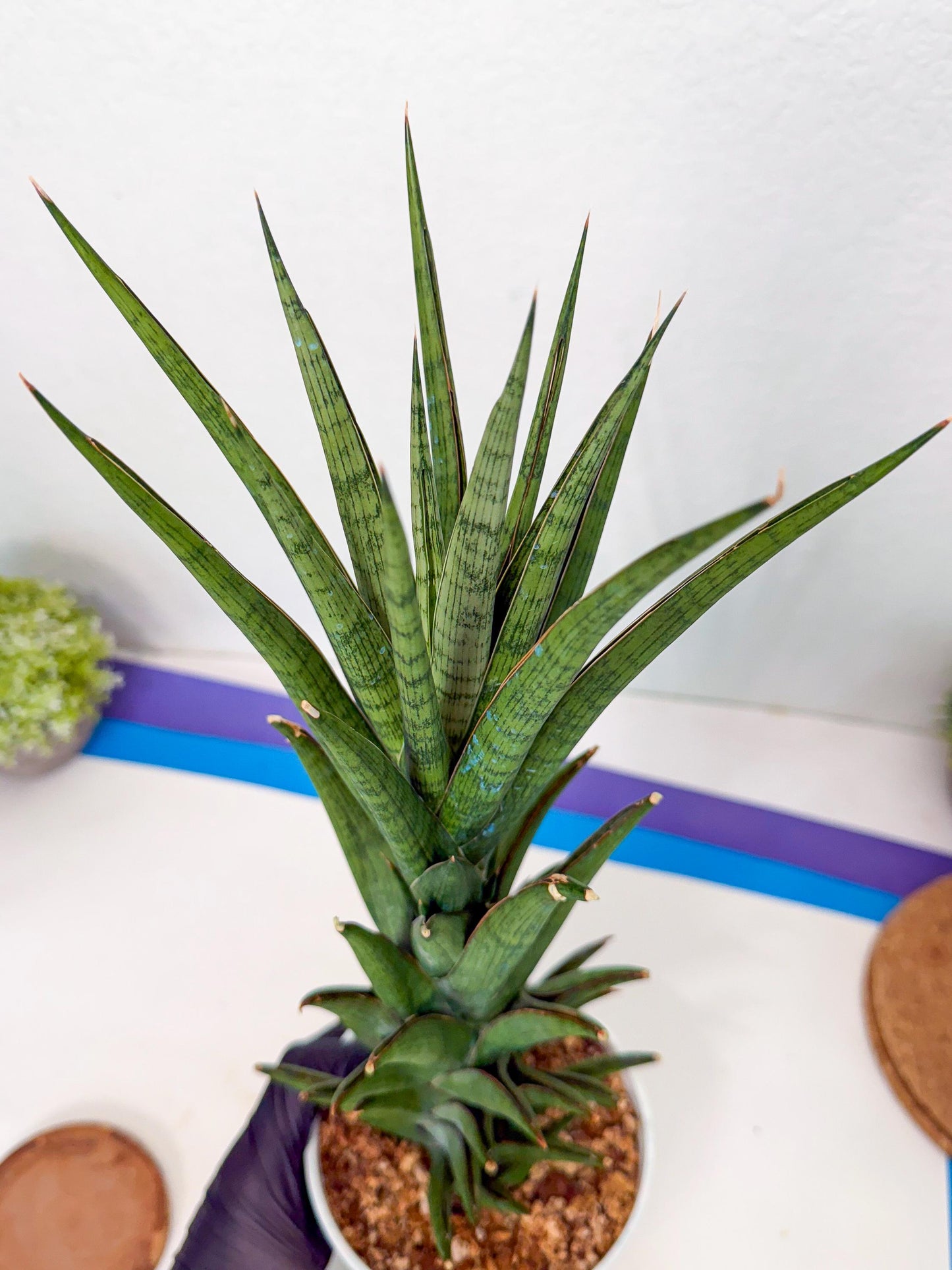 Sansevieria Rock Man (XL1) (bb) | Rare Hybrids