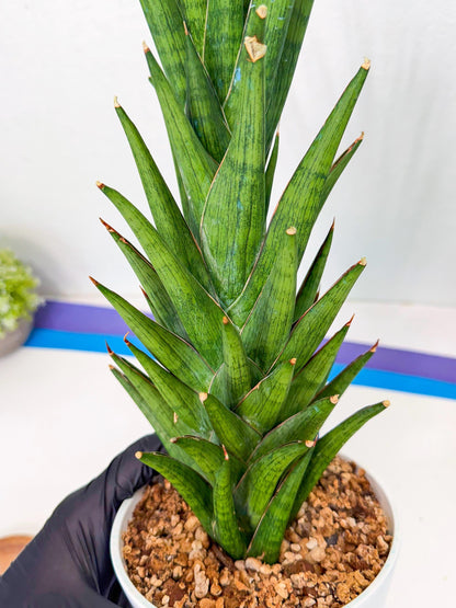 Sansevieria Rock Man (XL1) (bb) | Rare Hybrids