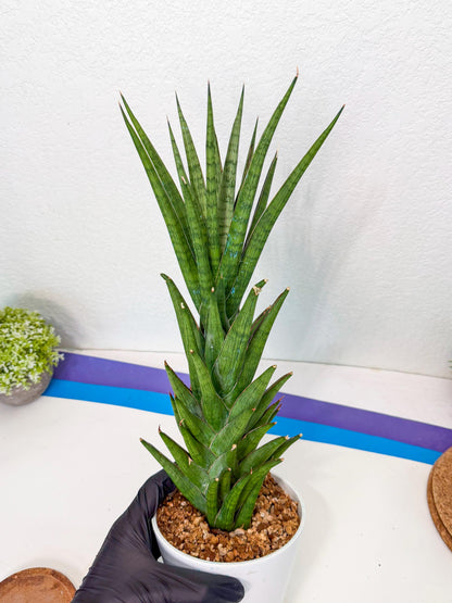 Sansevieria Rock Man (XL1) (bb) | Rare Hybrids