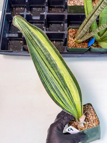 Sansevieria Masoniana Bruda (9) | Masoniana Var x Eliptica Var