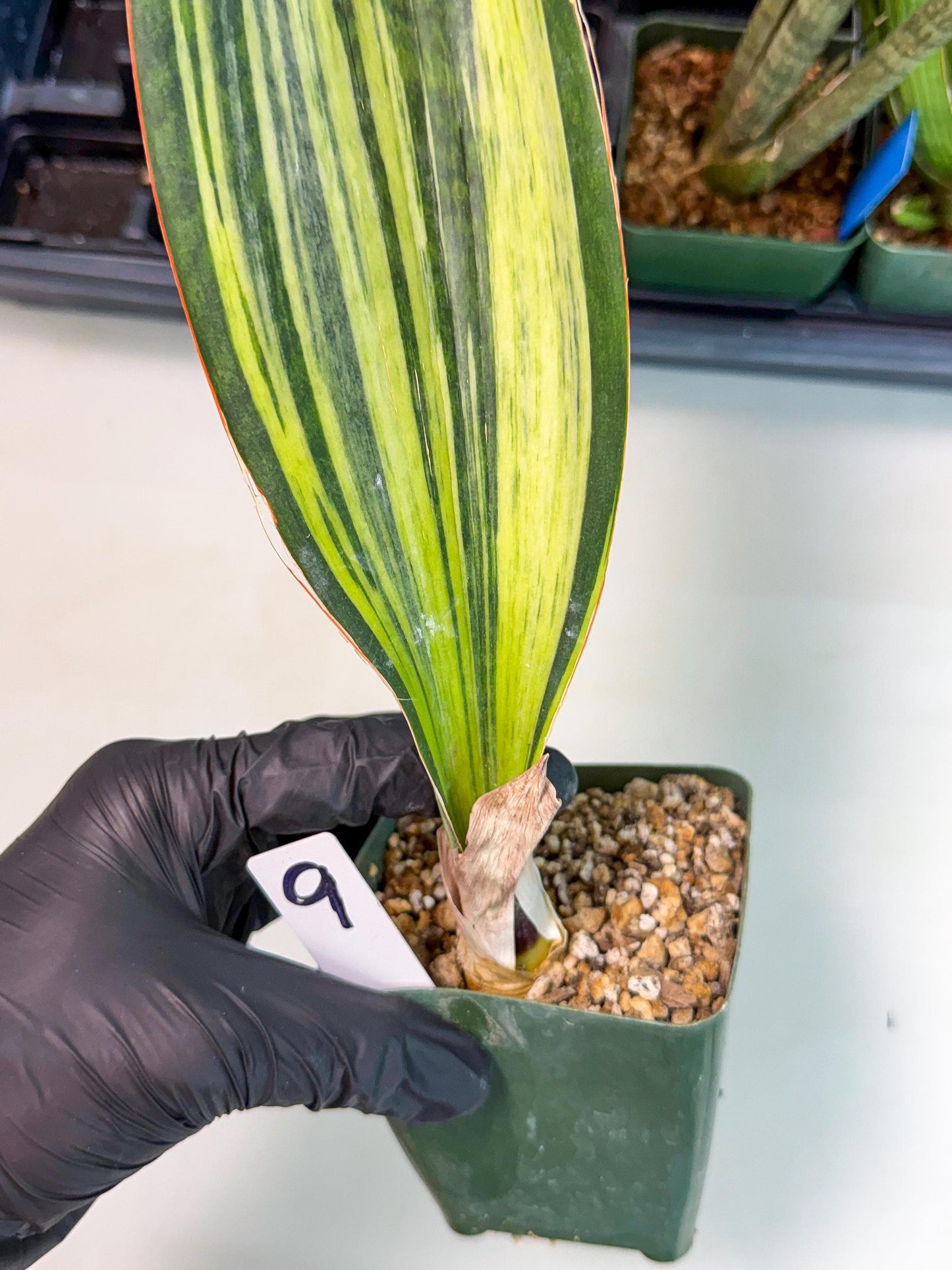 Sansevieria Masoniana Bruda (9) | Masoniana Var x Eliptica Var