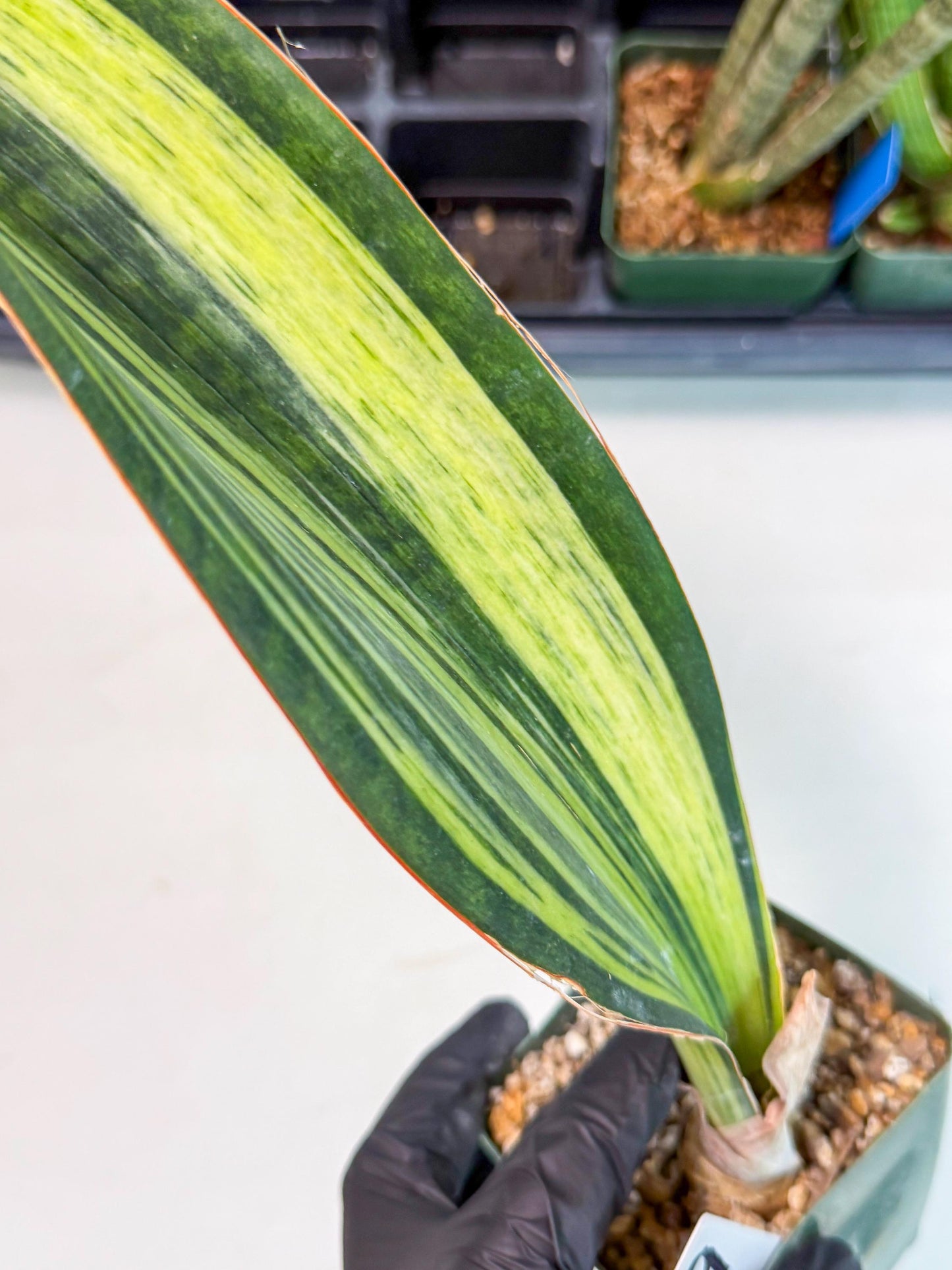 Sansevieria Masoniana Bruda (9) | Masoniana Var x Eliptica Var