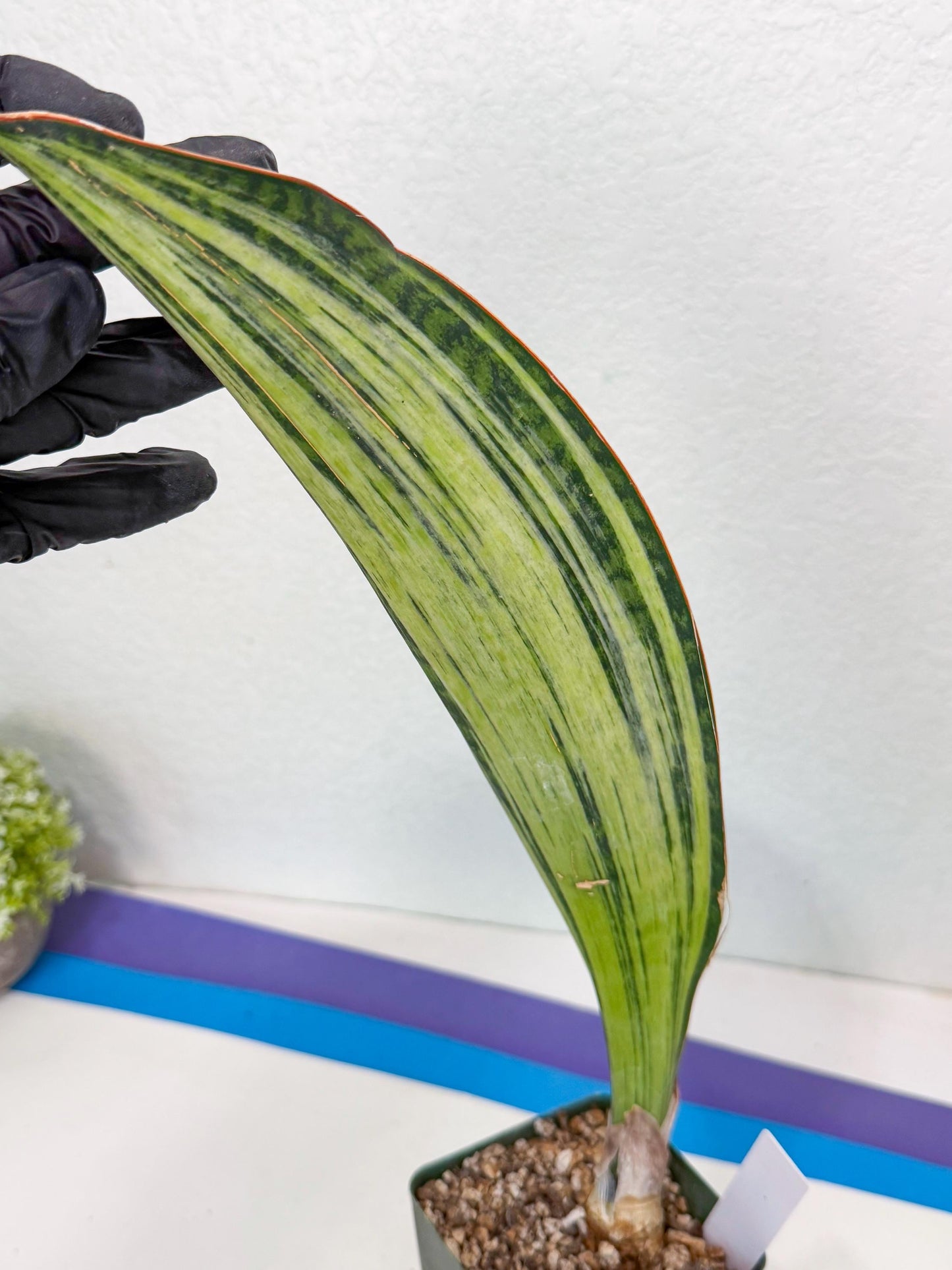 Sansevieria Masoniana Bruda (9) | Masoniana Var x Eliptica Var