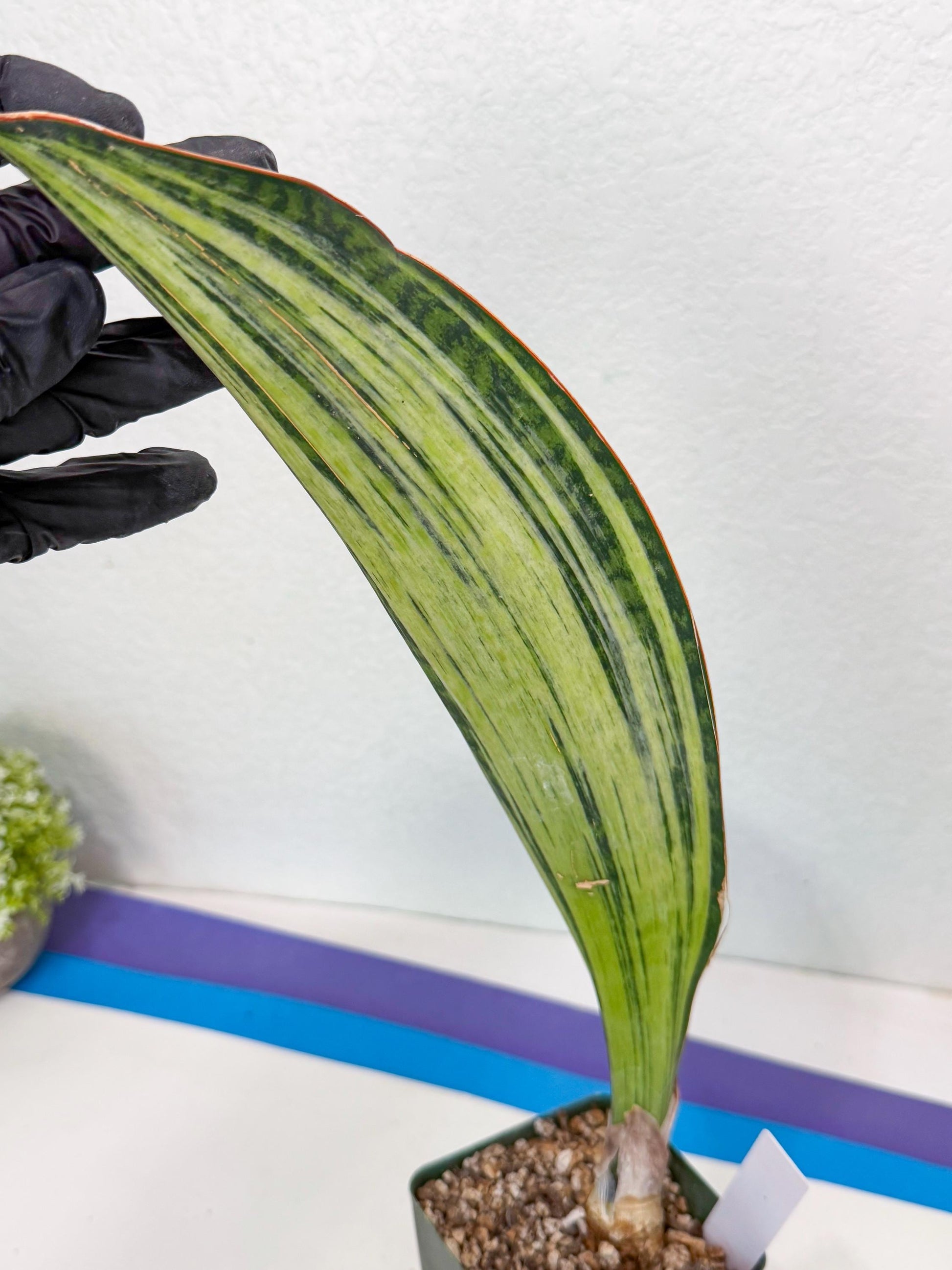 Sansevieria Masoniana Bruda (9) | Masoniana Var x Eliptica Var