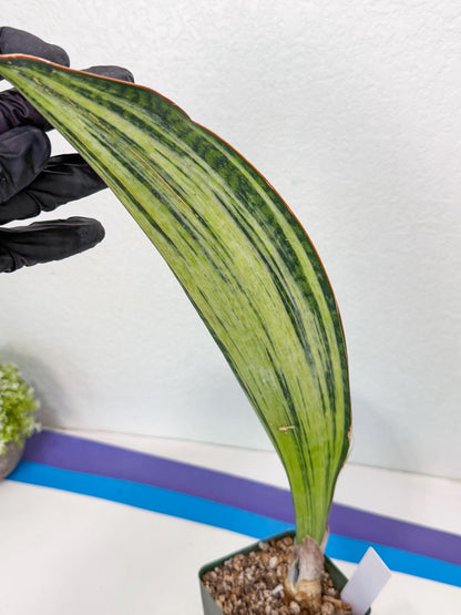 Sansevieria Masoniana Bruda (9) | Masoniana Var x Eliptica Var