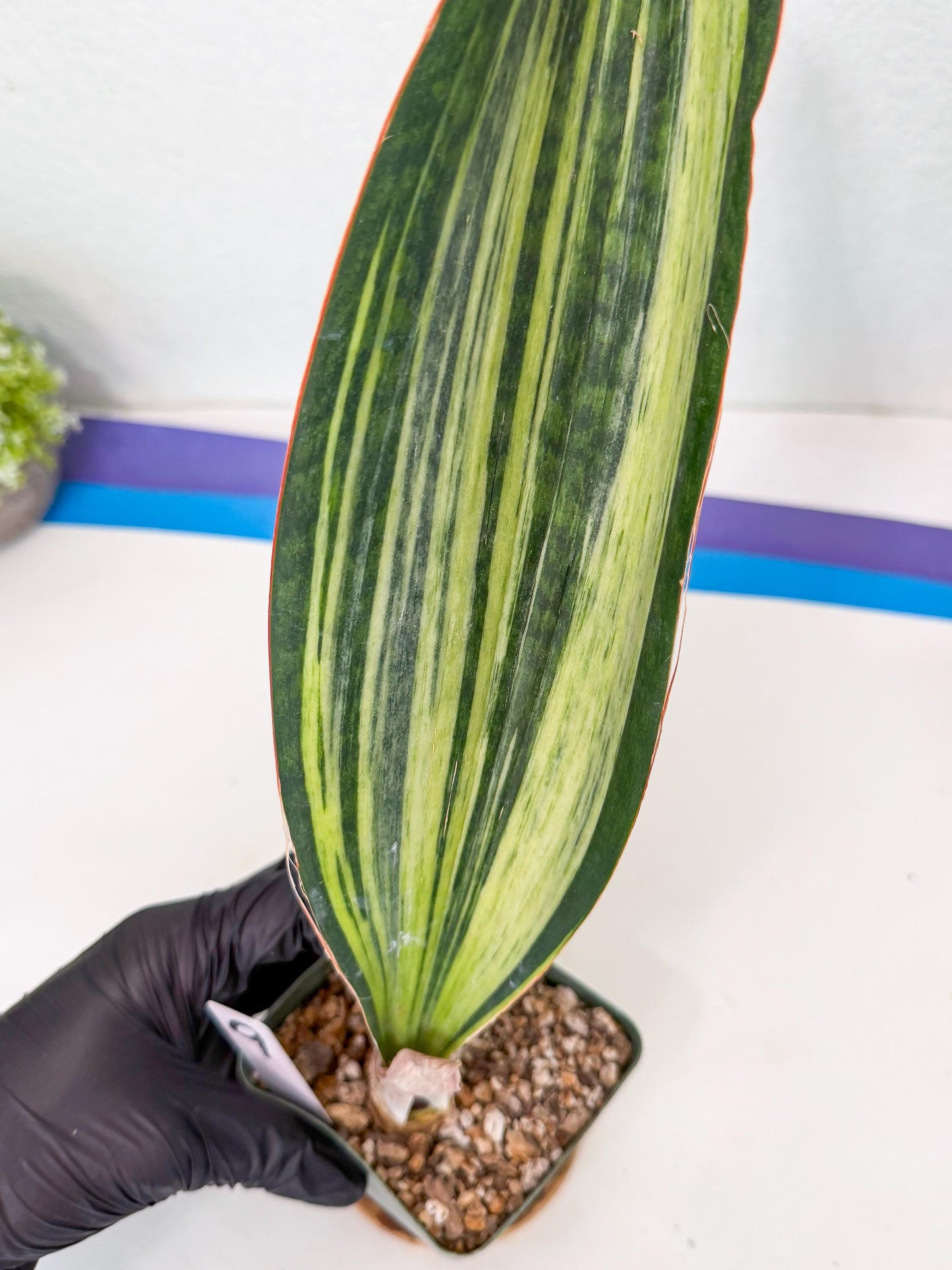 Sansevieria Masoniana Bruda (9) | Masoniana Var x Eliptica Var