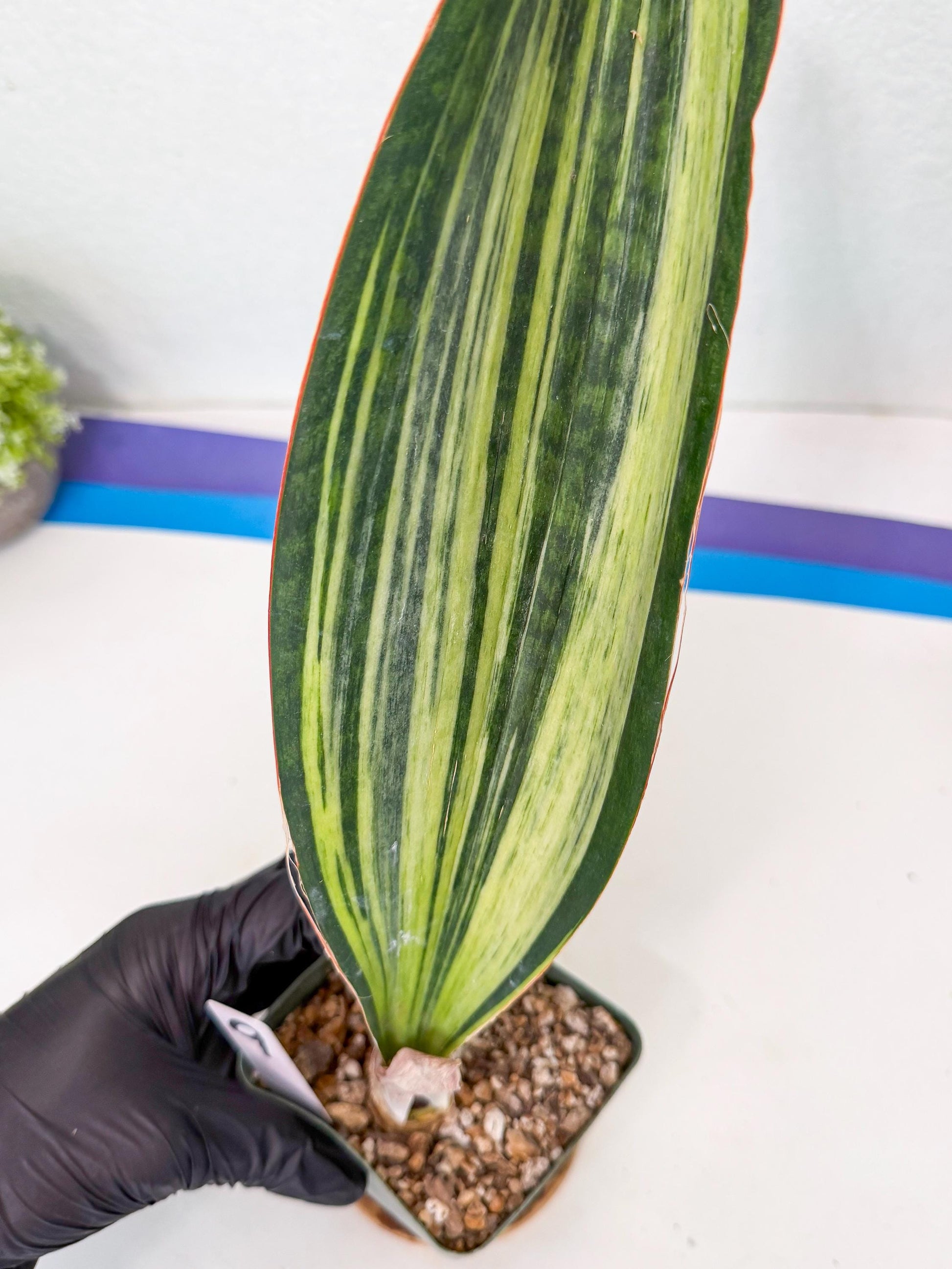 Sansevieria Masoniana Bruda (9) | Masoniana Var x Eliptica Var