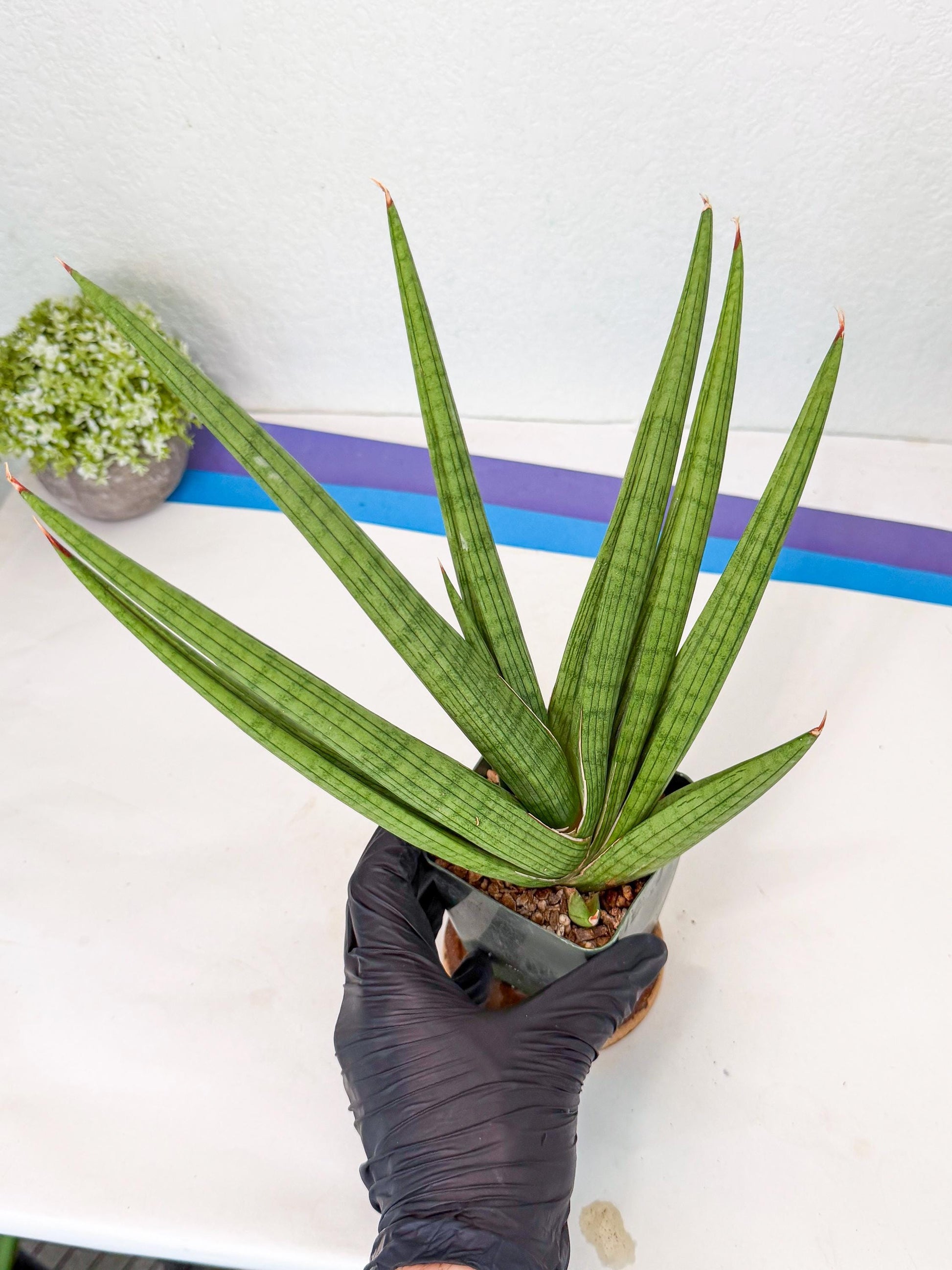 Sansevieria Akhdar (ry) (15) | New Imported Hybrids