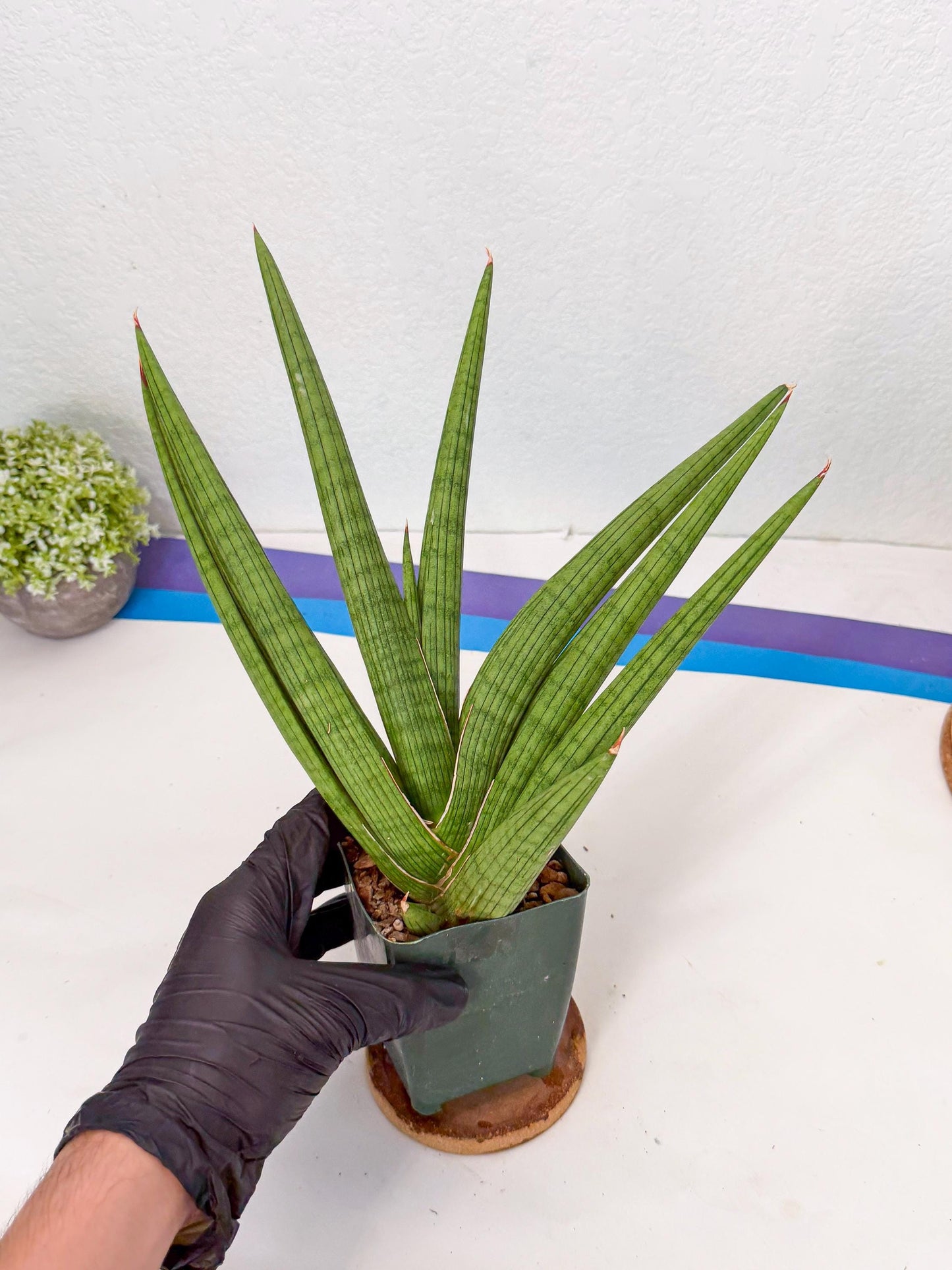 Sansevieria Akhdar (ry) (15) | New Imported Hybrids