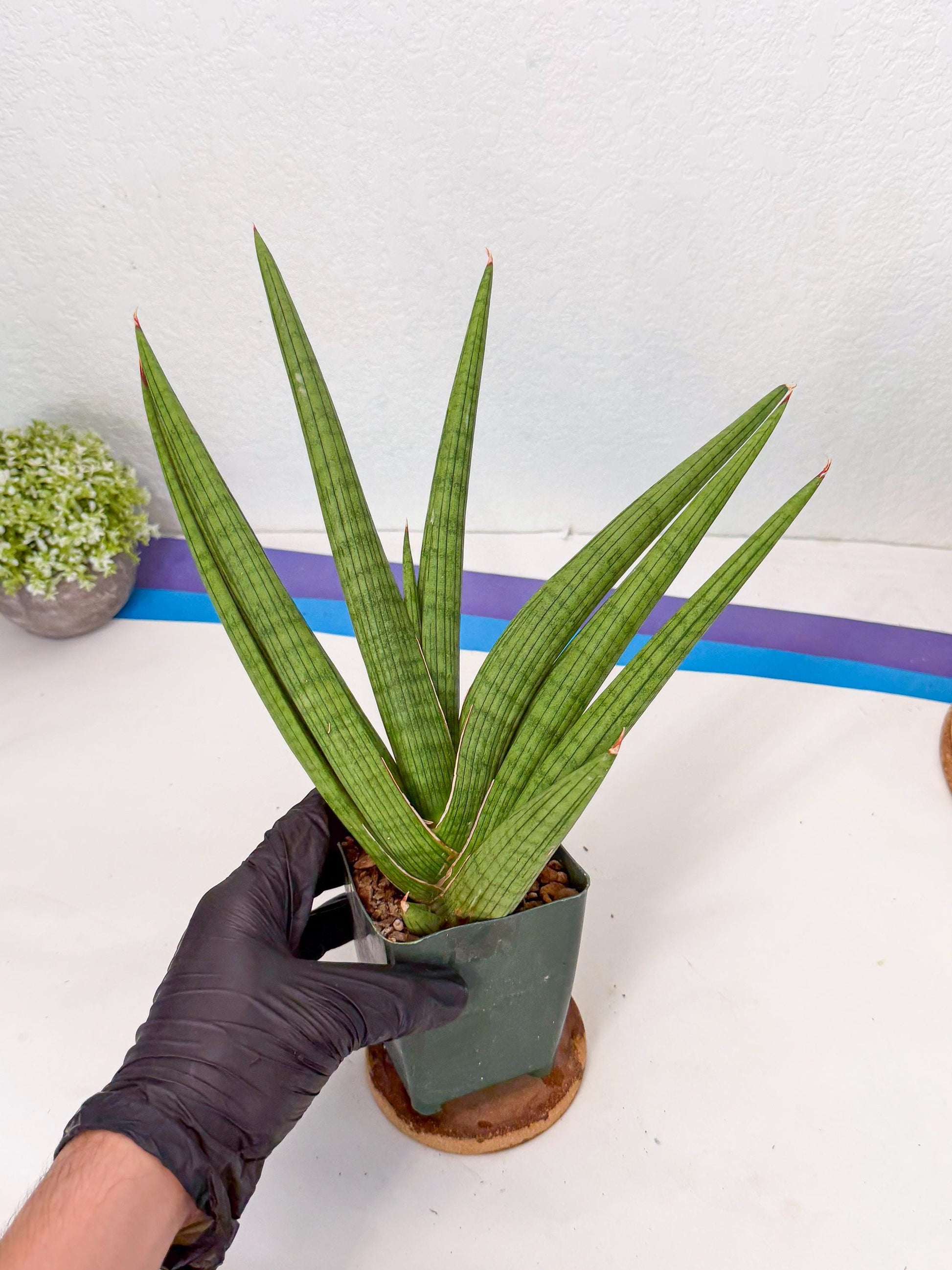 Sansevieria Akhdar (ry) (15) | New Imported Hybrids