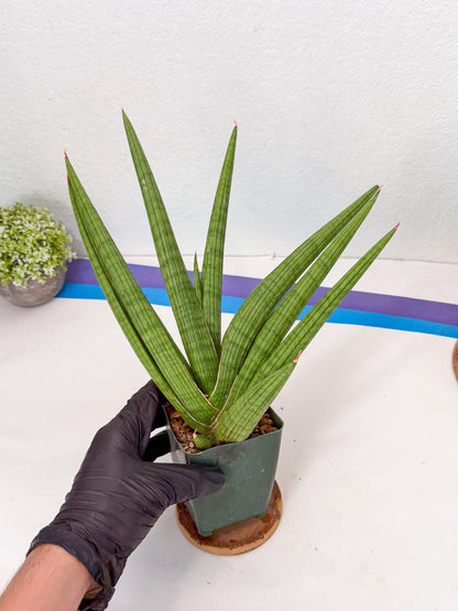 Sansevieria Akhdar (ry) (15) | New Imported Hybrids