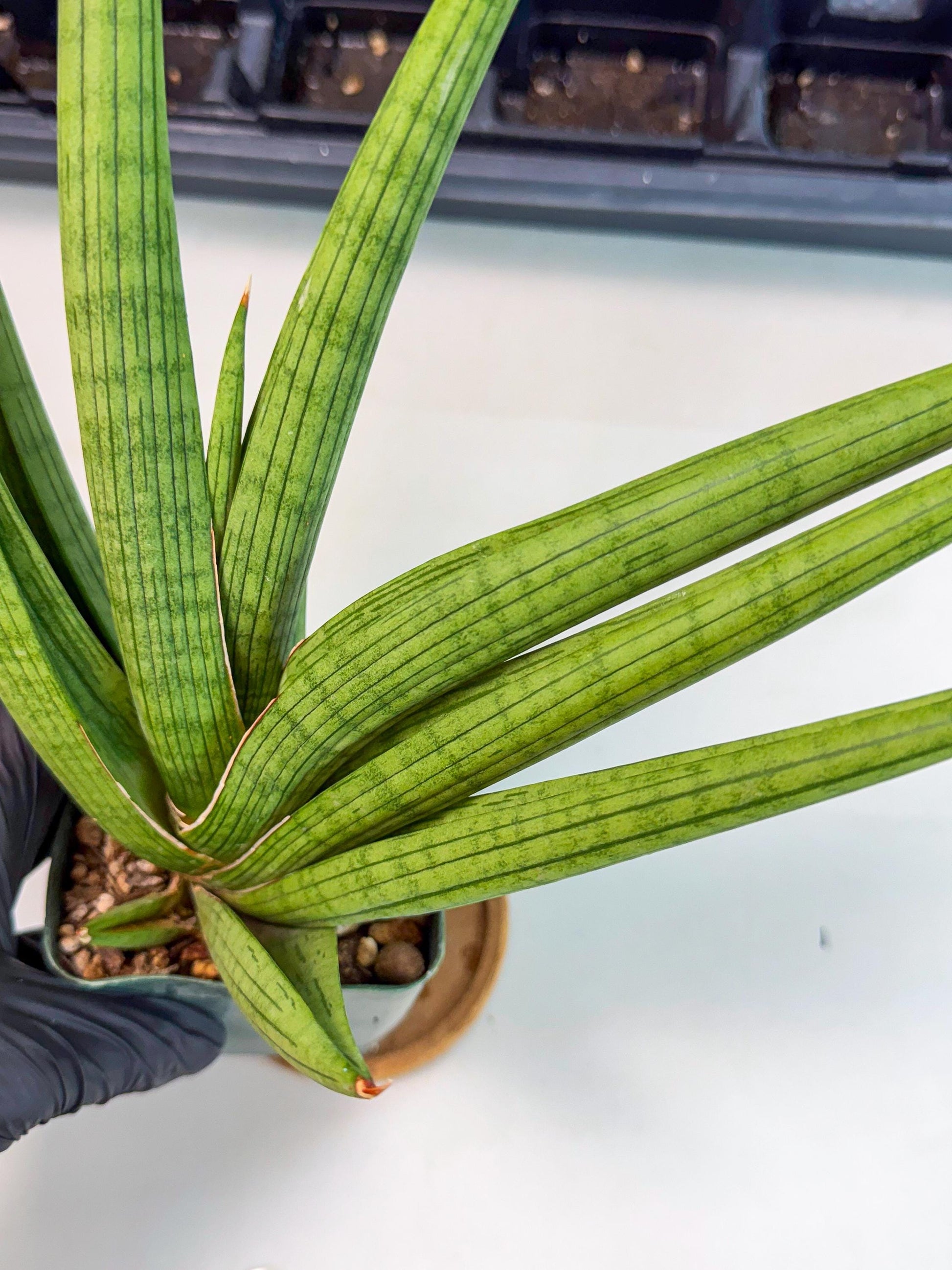 Sansevieria Akhdar (ry) (15) | New Imported Hybrids
