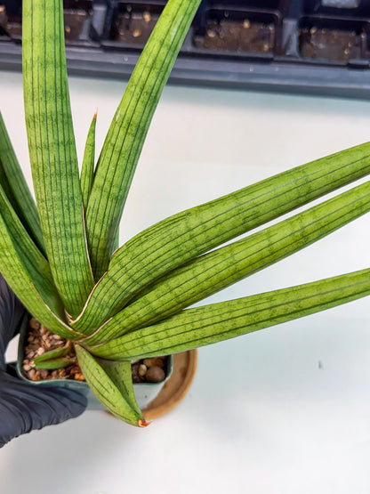 Sansevieria Akhdar (ry) (15) | New Imported Hybrids