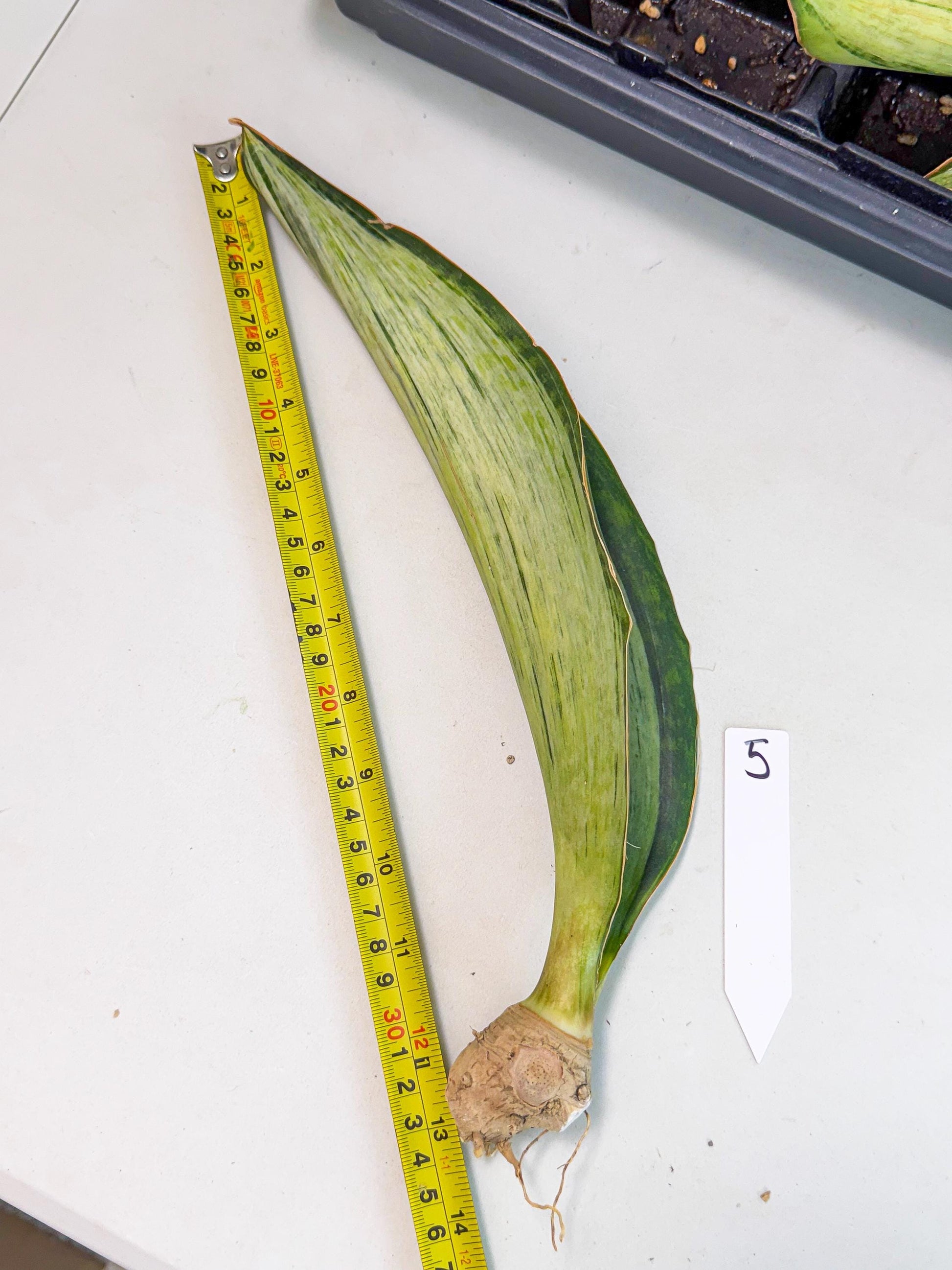 Sansevieria Masoniana Bruda (bb) (5) | Masoniana Var x Eliptica Var