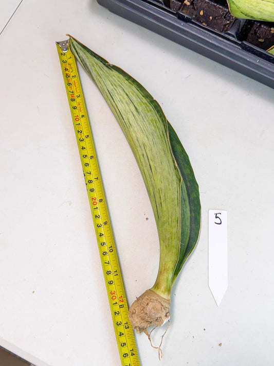 Sansevieria Masoniana Bruda (bb) (5) | Masoniana Var x Eliptica Var