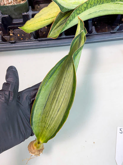 Sansevieria Masoniana Bruda (bb) (5) | Masoniana Var x Eliptica Var